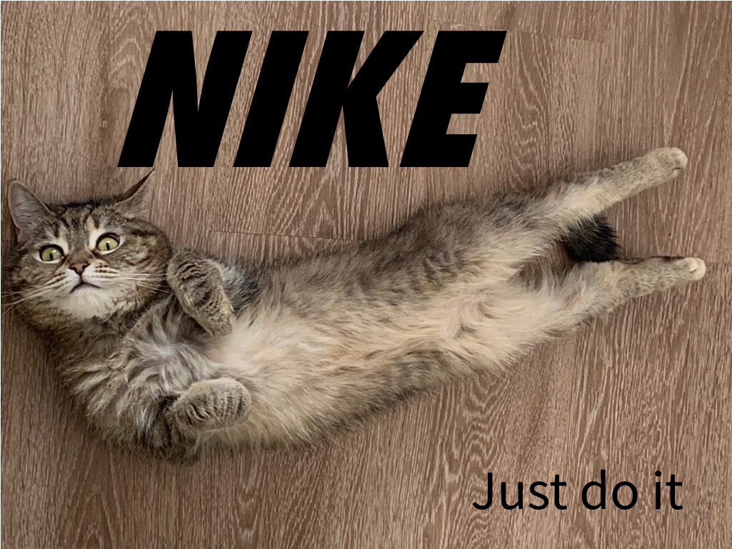 Когда кошка поклонник Nike - Моё, Кот, Nike, Пародия