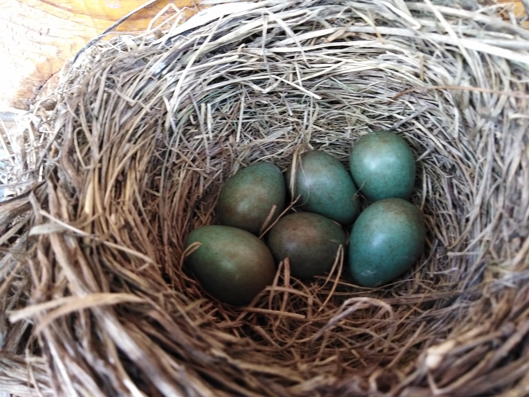 Blackbirds - My, Thrush, Chick, Longpost, Eggs, Nest