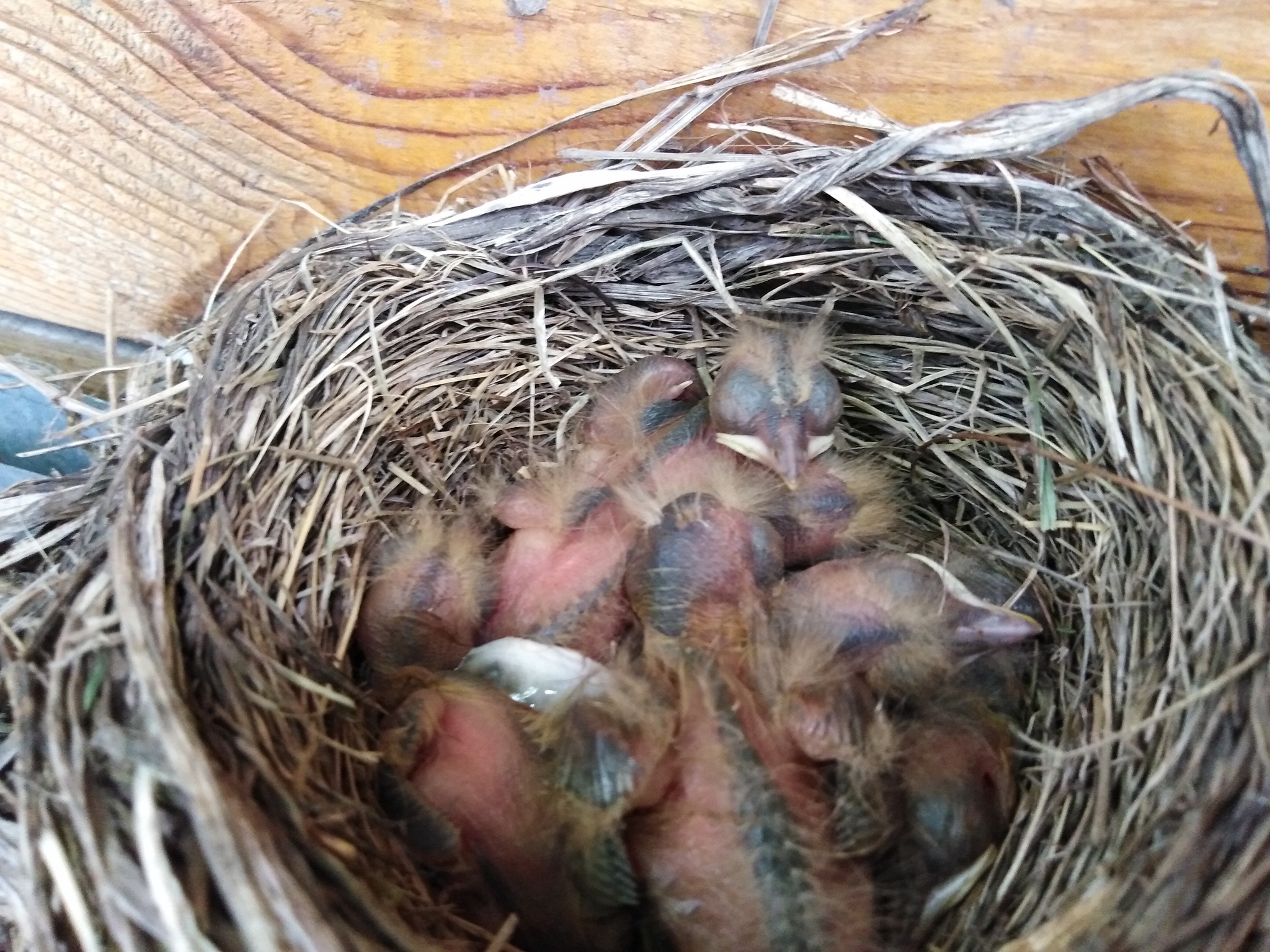 Blackbirds - My, Thrush, Chick, Longpost, Eggs, Nest