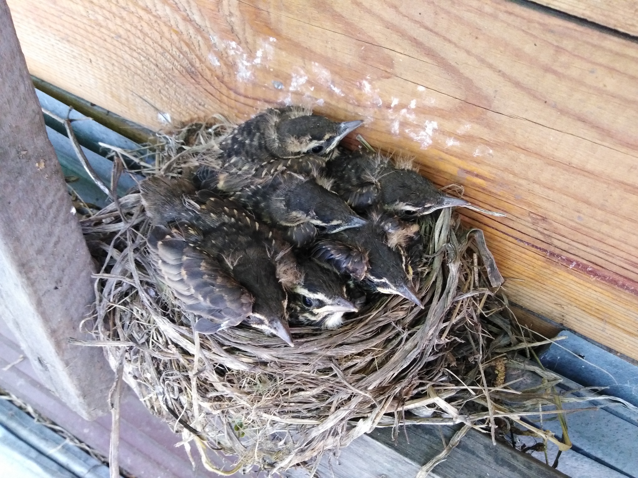 Blackbirds - My, Thrush, Chick, Longpost, Eggs, Nest