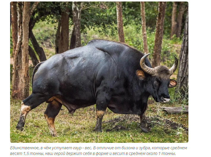 Gaur: Aggressive mountain of lean muscle. Eats dirt, breaks tigers, hates people - Bull, Animals, Animal book, Yandex Zen, Longpost