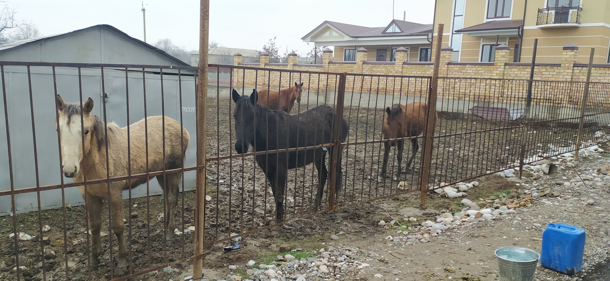 About horses - My, Horses, Milota, Foal, Nature, Longpost