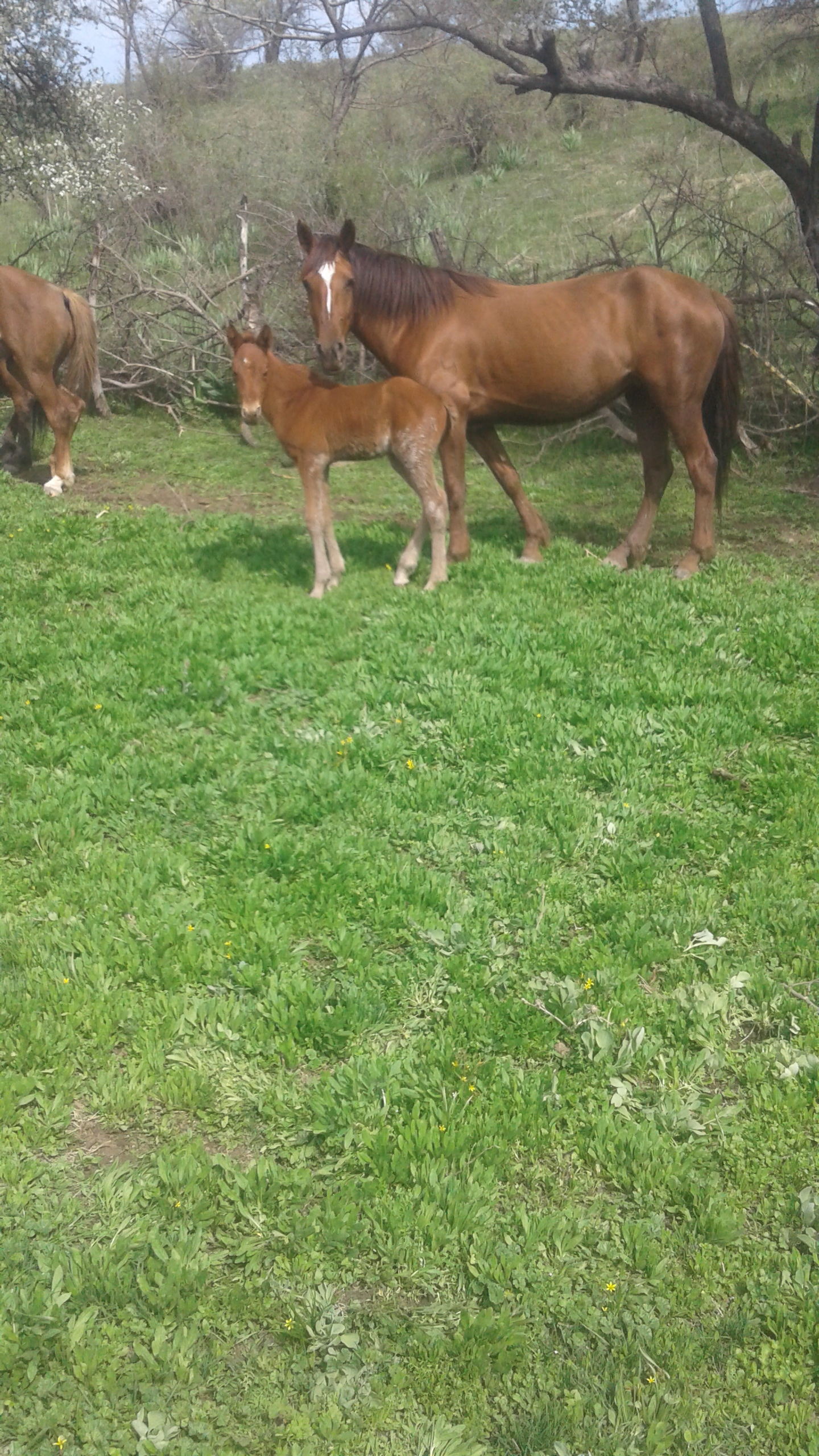 About horses - My, Horses, Milota, Foal, Nature, Longpost