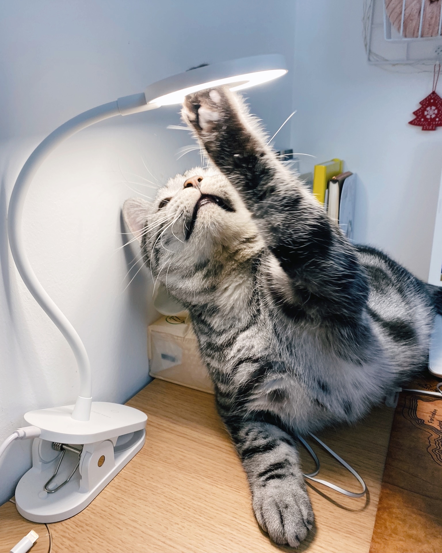 My cat lamp - My, Cat with lamp, cat, Pets, Fluffy, Longpost