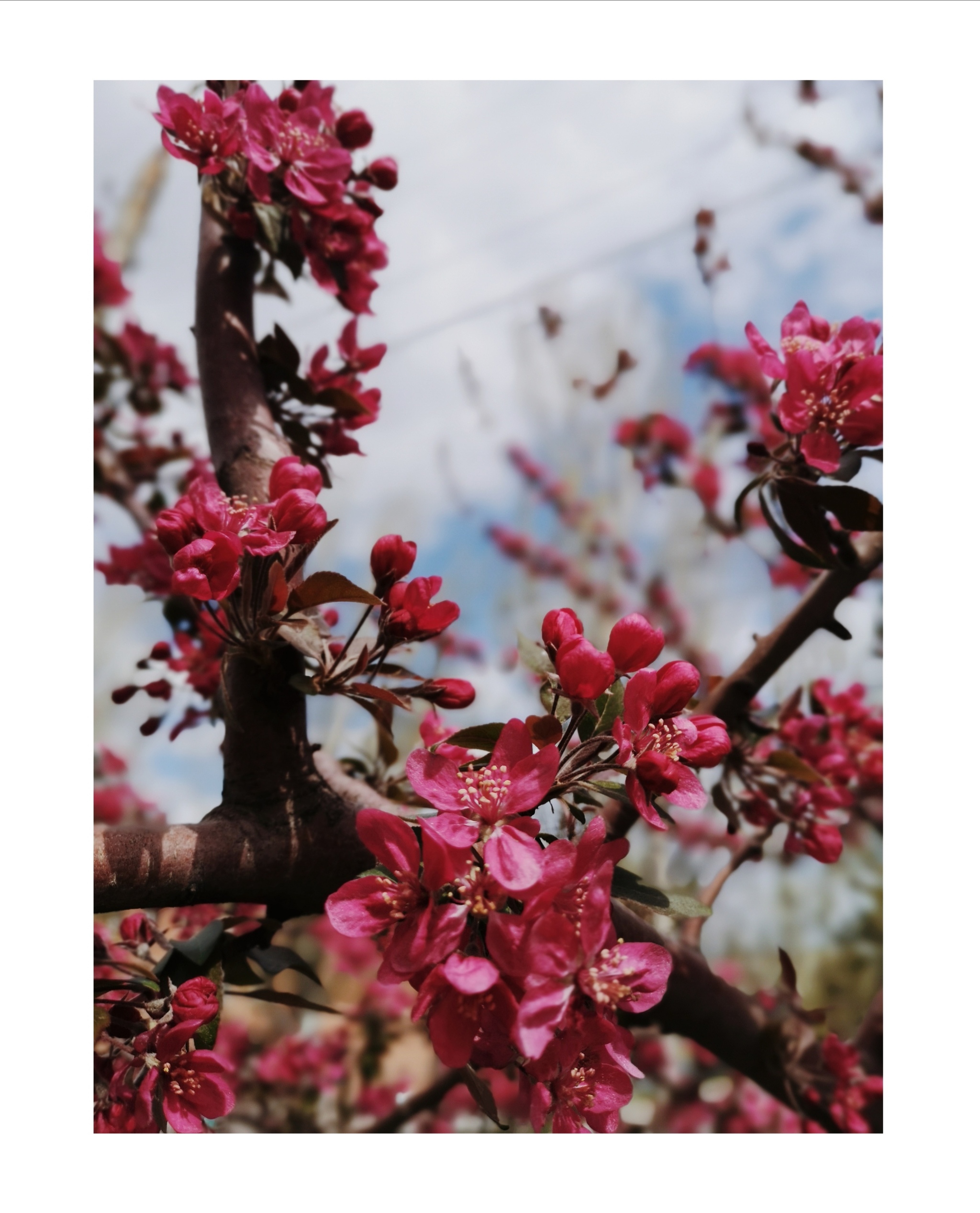 Beauty is in the details - My, The photo, Mobile photography, Leica, Nature, Flowers, Longpost