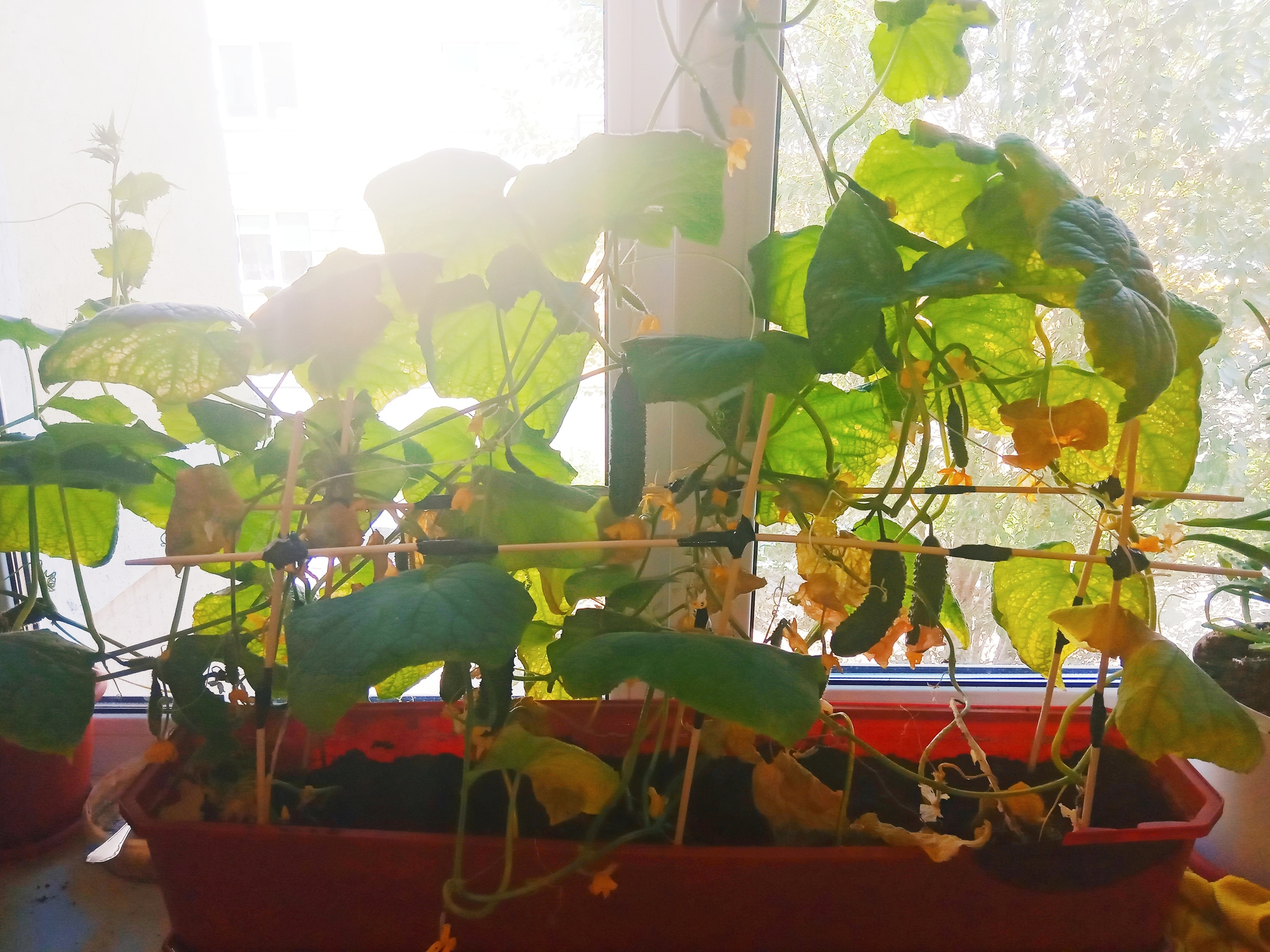 Harvest from the windowsill - My, Cucumbers, Plant growing, Vegetable garden on the windowsill