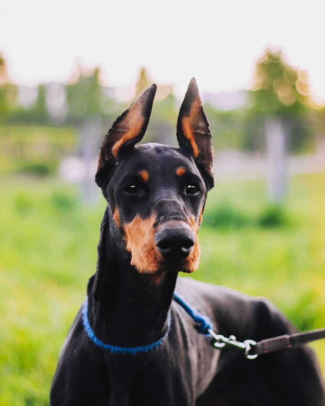 Doberman in good hands, Tatarstan - My, No rating, Doberman, Naberezhnye Chelny, Dog, Longpost