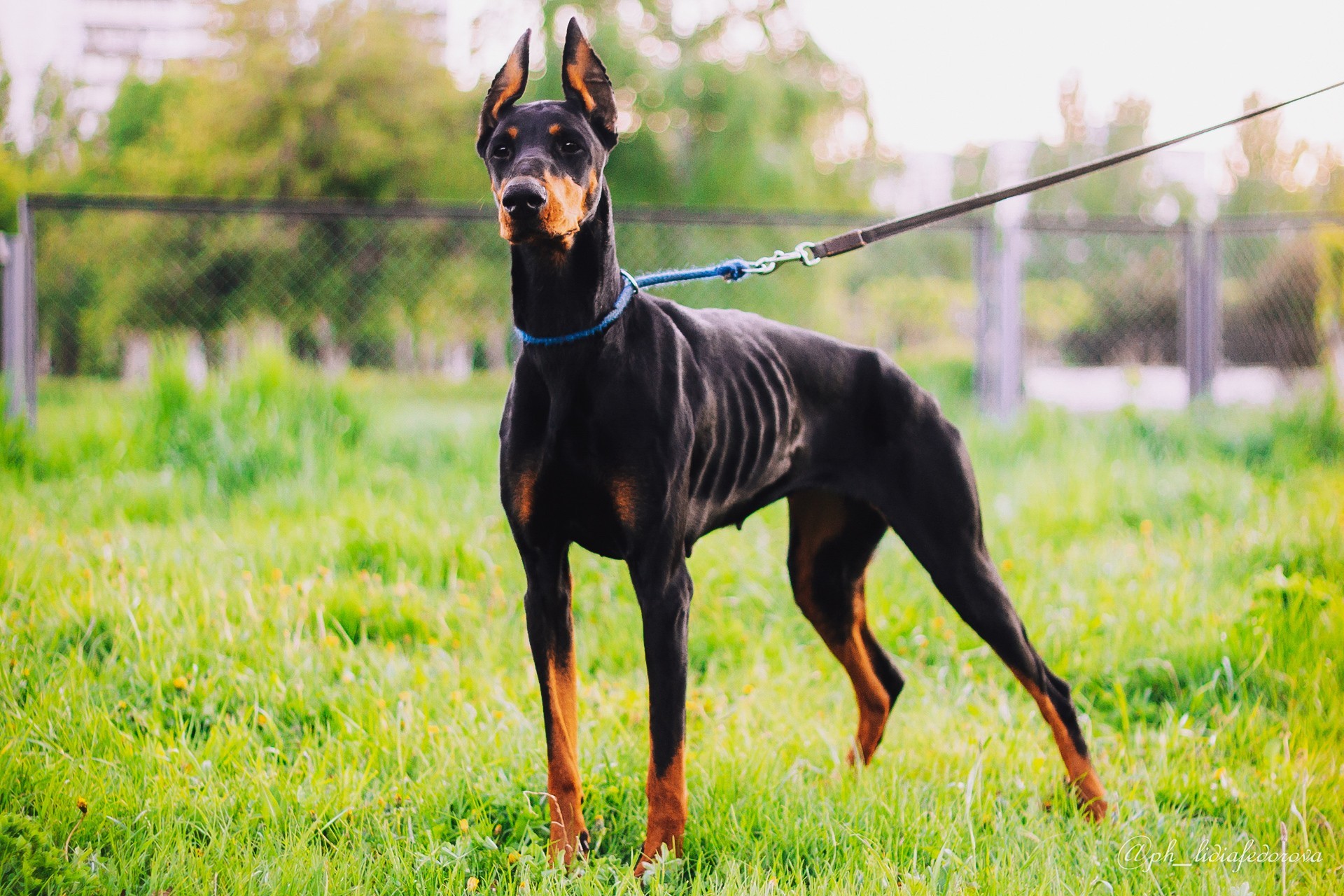 Doberman in good hands, Tatarstan - My, No rating, Doberman, Naberezhnye Chelny, Dog, Longpost