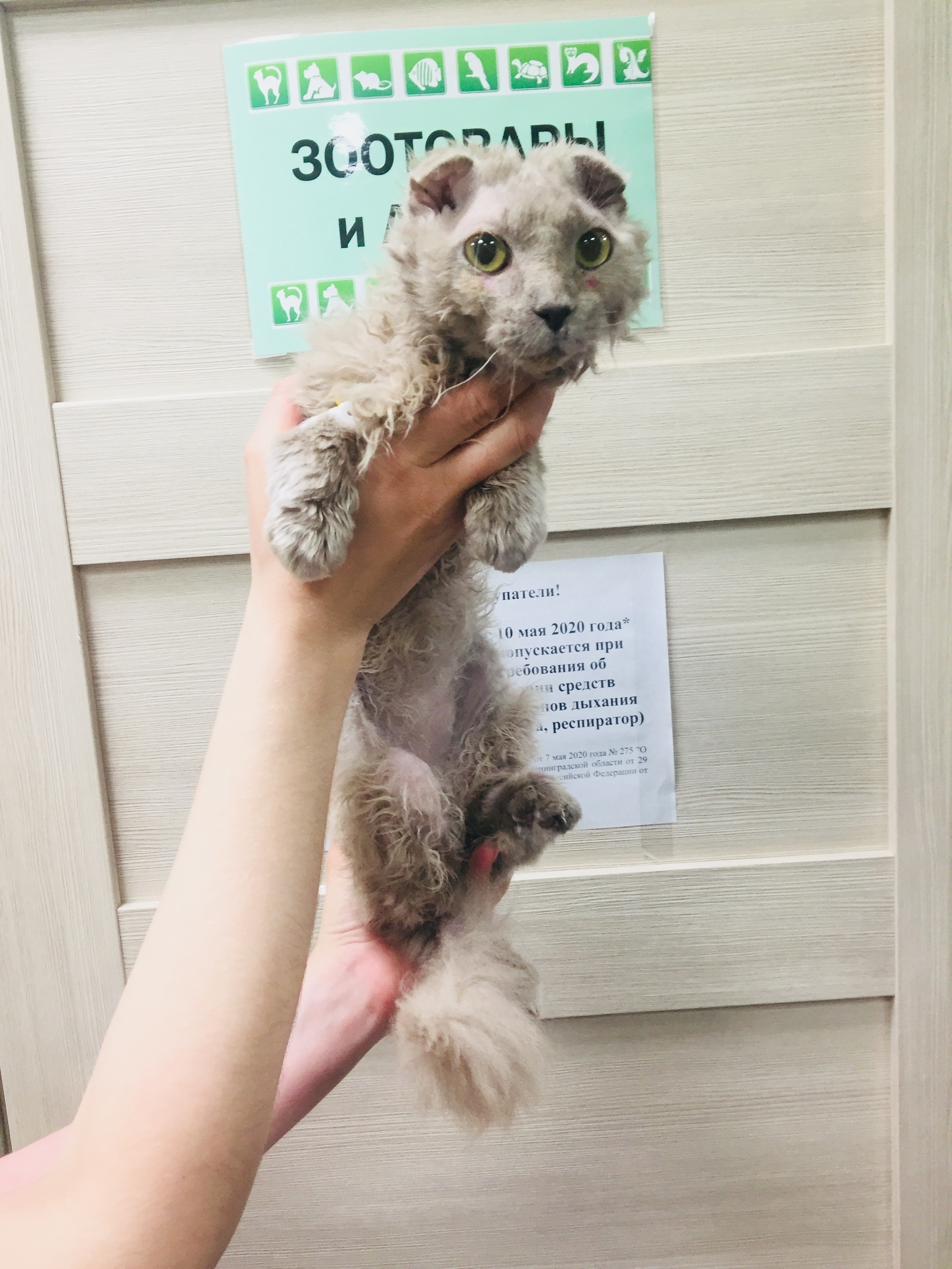 Continuation of the post “The fold-eared cat really needs help. St. Petersburg and Leningrad Region - My, cat, Animal Rescue, In good hands, Saint Petersburg, Leningrad region, Ukrainian Levkoy, Video, Reply to post, Longpost