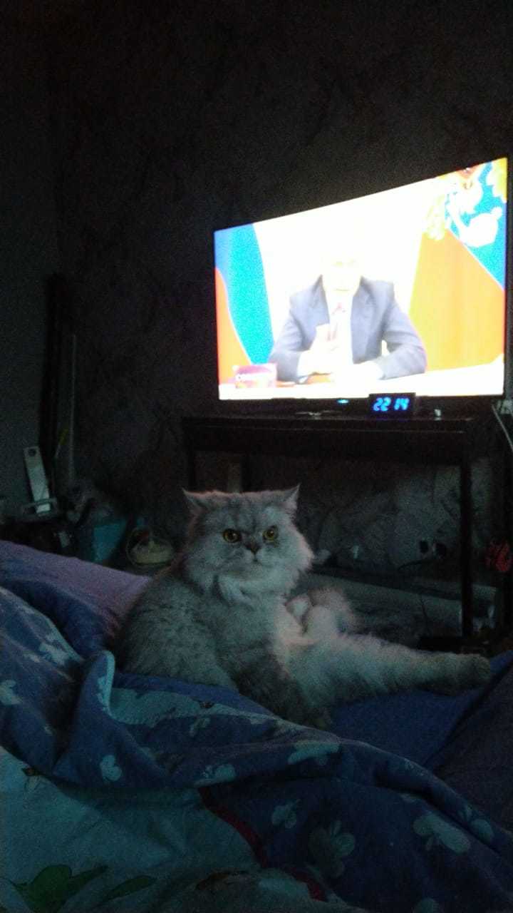 The cat is shocked by what that guy on TV says... - My, cat, Vvp