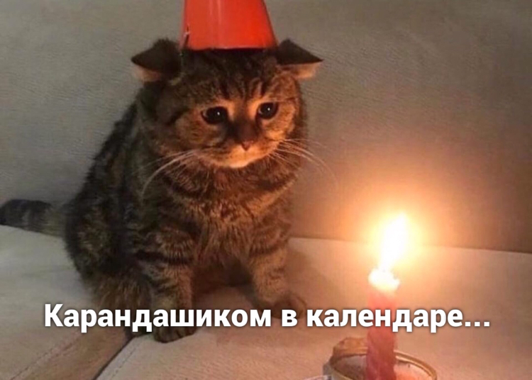 Birthday - cat, Picture with text, Birthday, Longpost