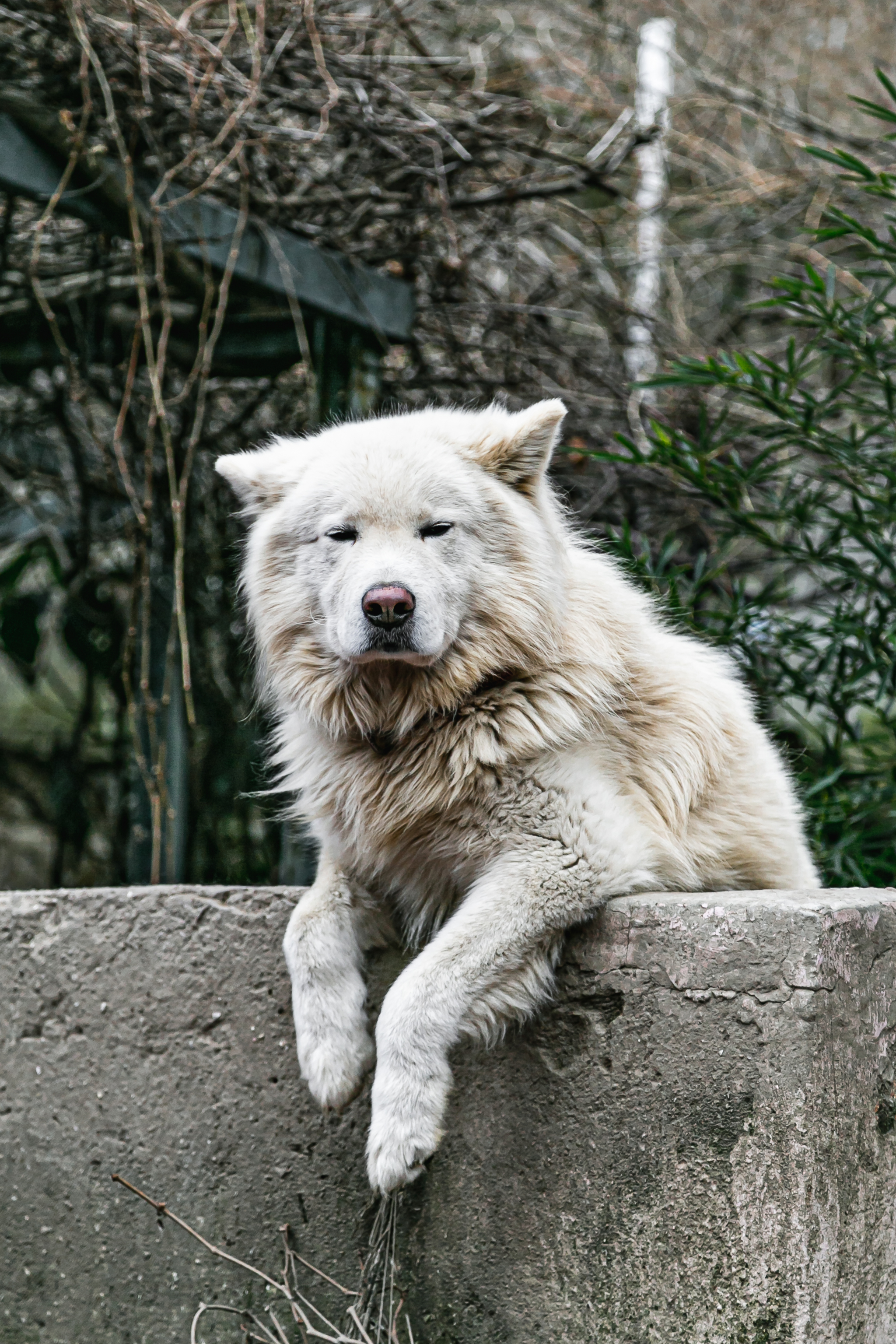 The old man next door - My, The photo, Dog