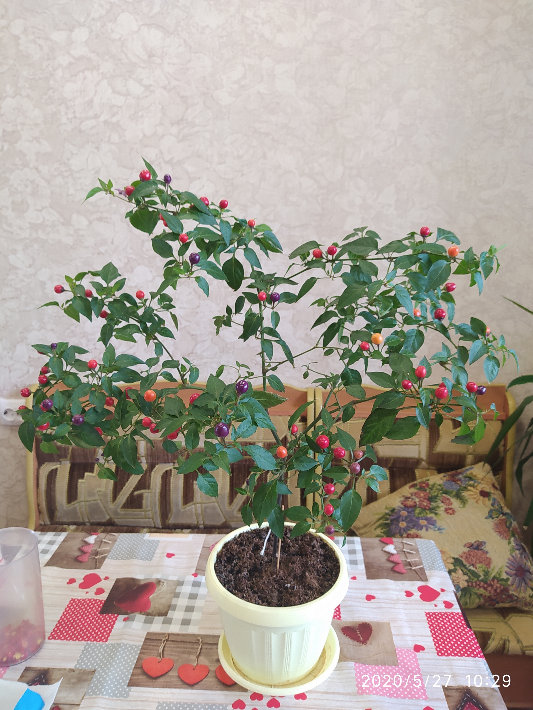 Sriracha assorted, harvesting, preparing for cooking (part 1) - My, Vegetable garden on the windowsill, Hot peppers, Hobby, Pepper farming, Cooking, Spicy sauce, Longpost