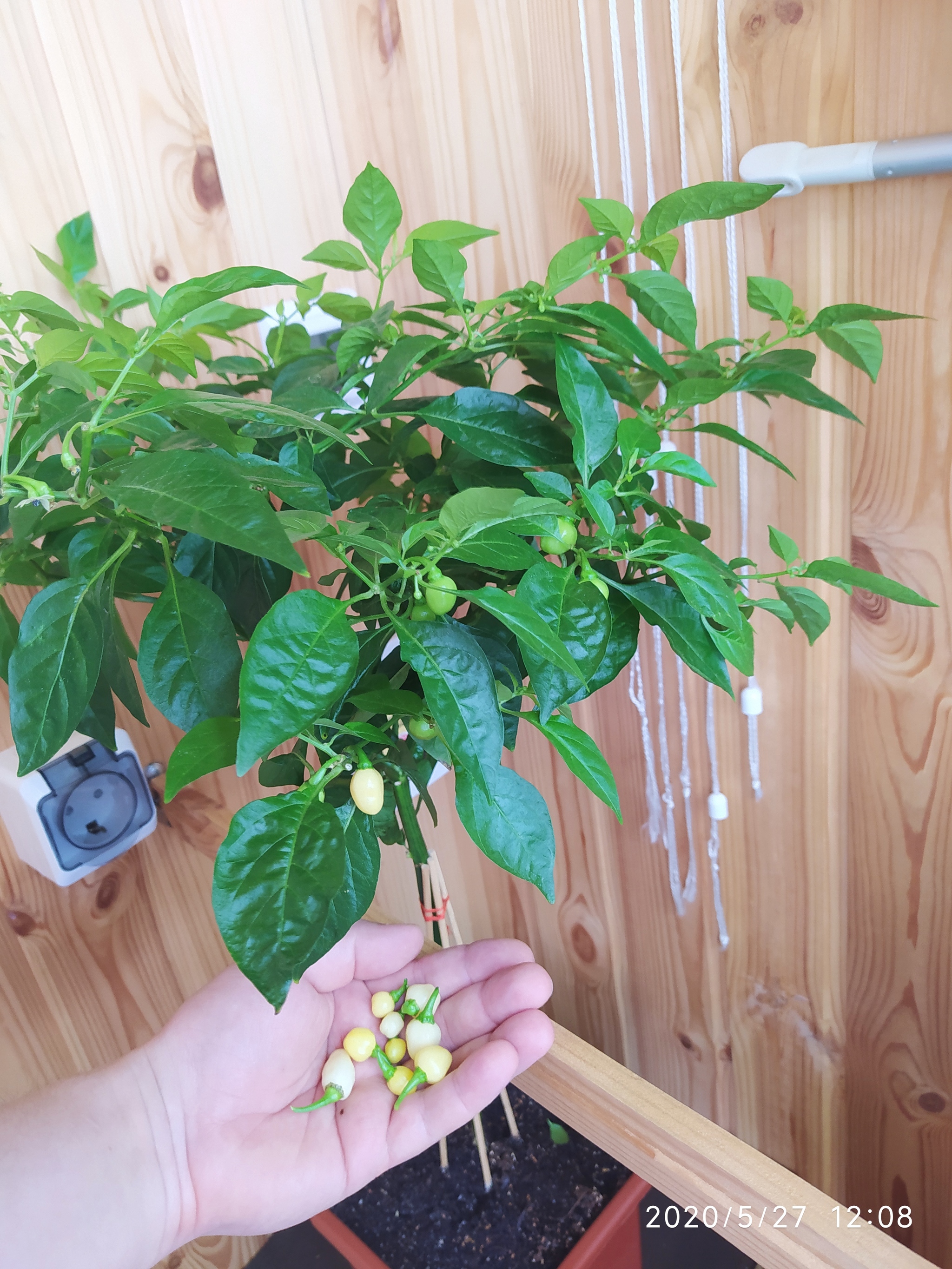 Sriracha assorted, harvesting, preparing for cooking (part 1) - My, Vegetable garden on the windowsill, Hot peppers, Hobby, Pepper farming, Cooking, Spicy sauce, Longpost