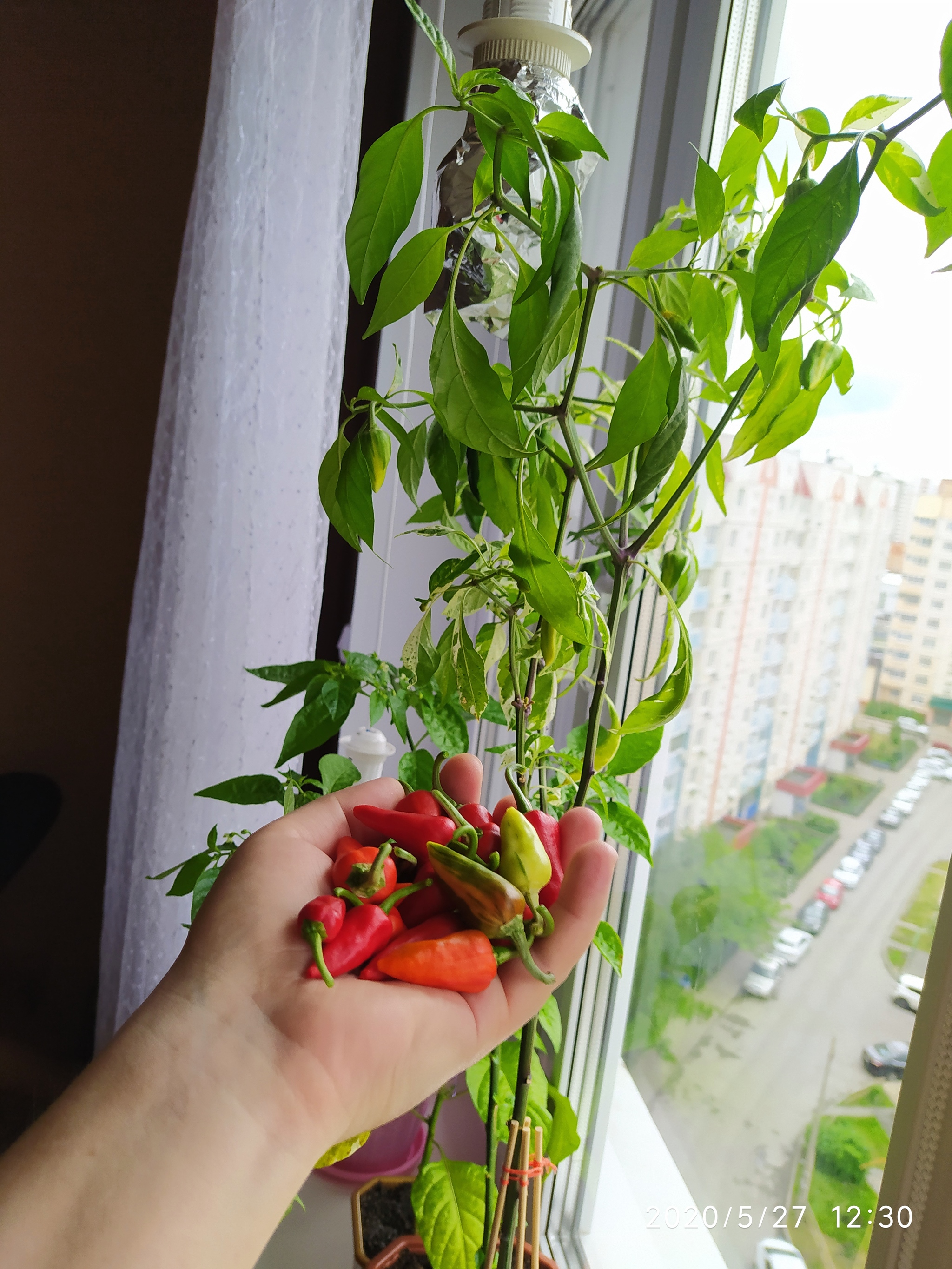 Sriracha assorted, harvesting, preparing for cooking (part 1) - My, Vegetable garden on the windowsill, Hot peppers, Hobby, Pepper farming, Cooking, Spicy sauce, Longpost