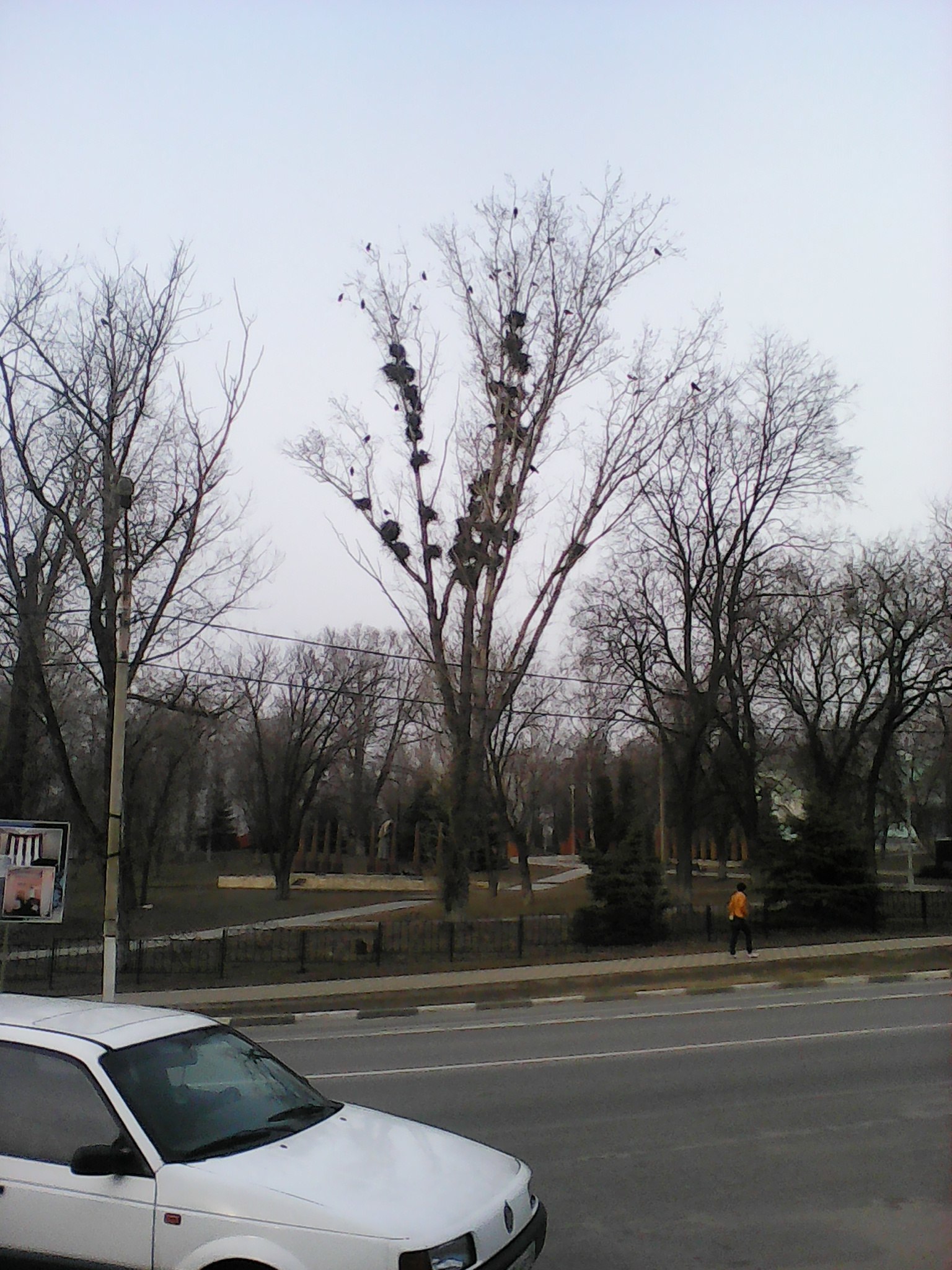 Lots of crow's nests on the poplar - My, Nest, Birds