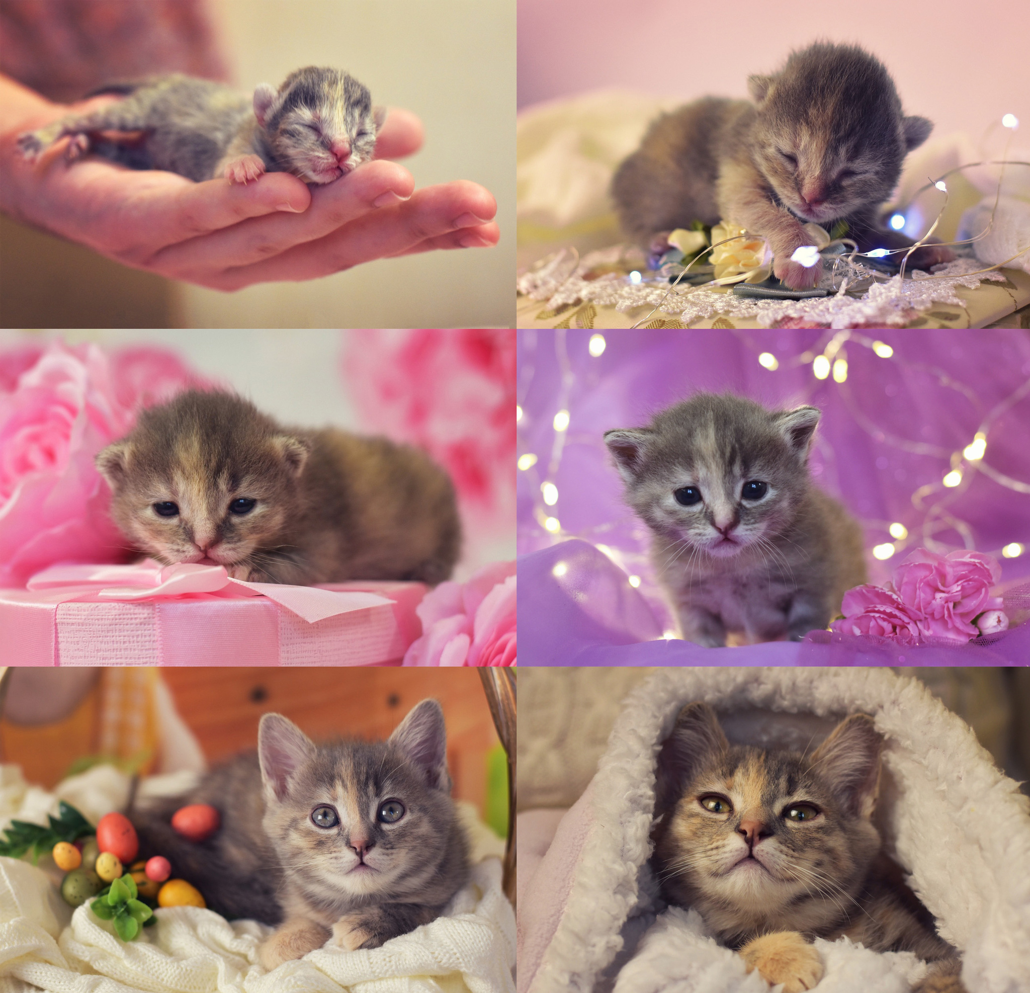 Buttons are 3 months old today! - My, cat, Kittens, Pet, Pets, Animal Rescue, The photo, Milota, Video, Longpost