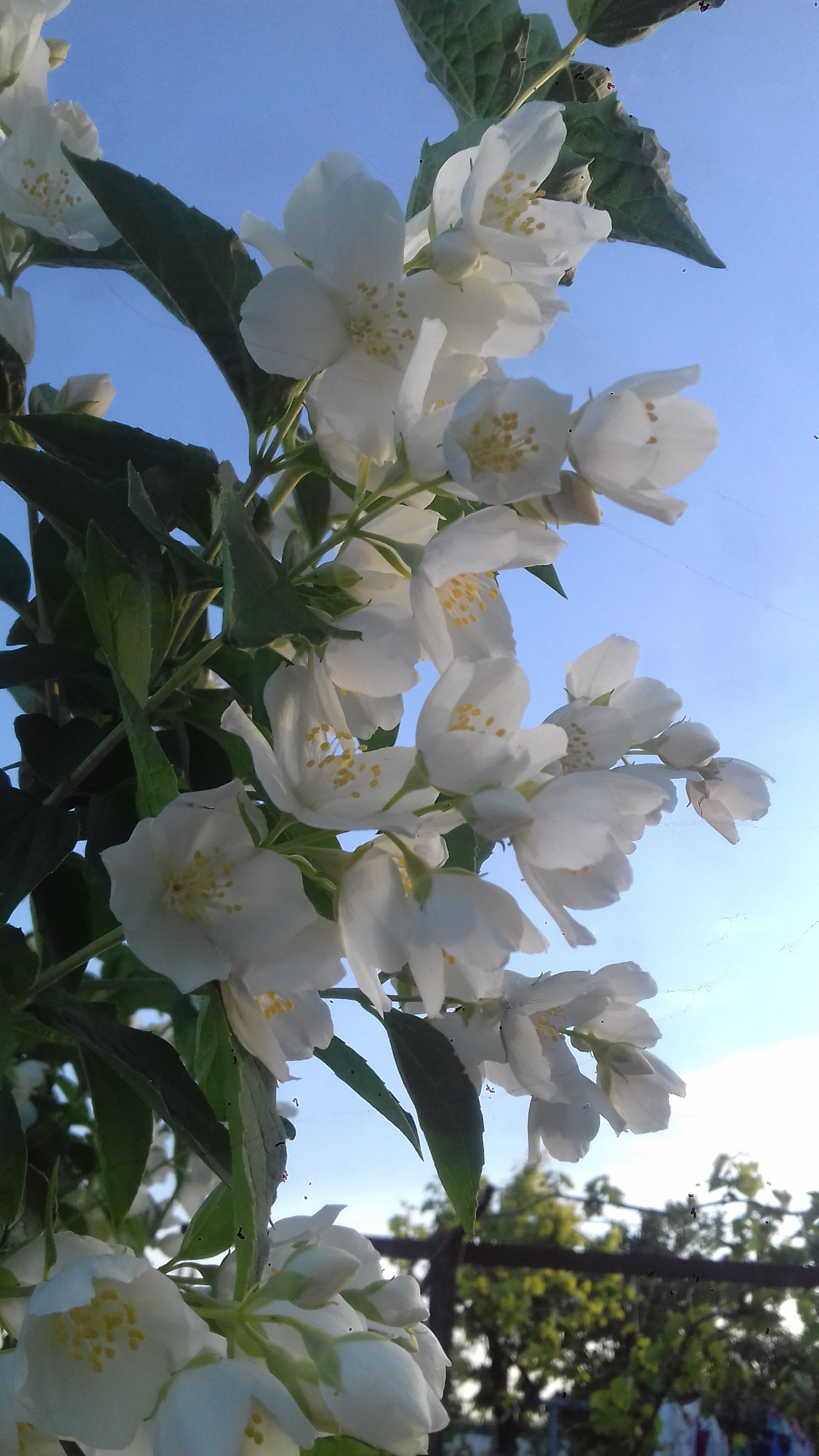 Jasmine - My, Jasmine, Flowers, beauty, Longpost