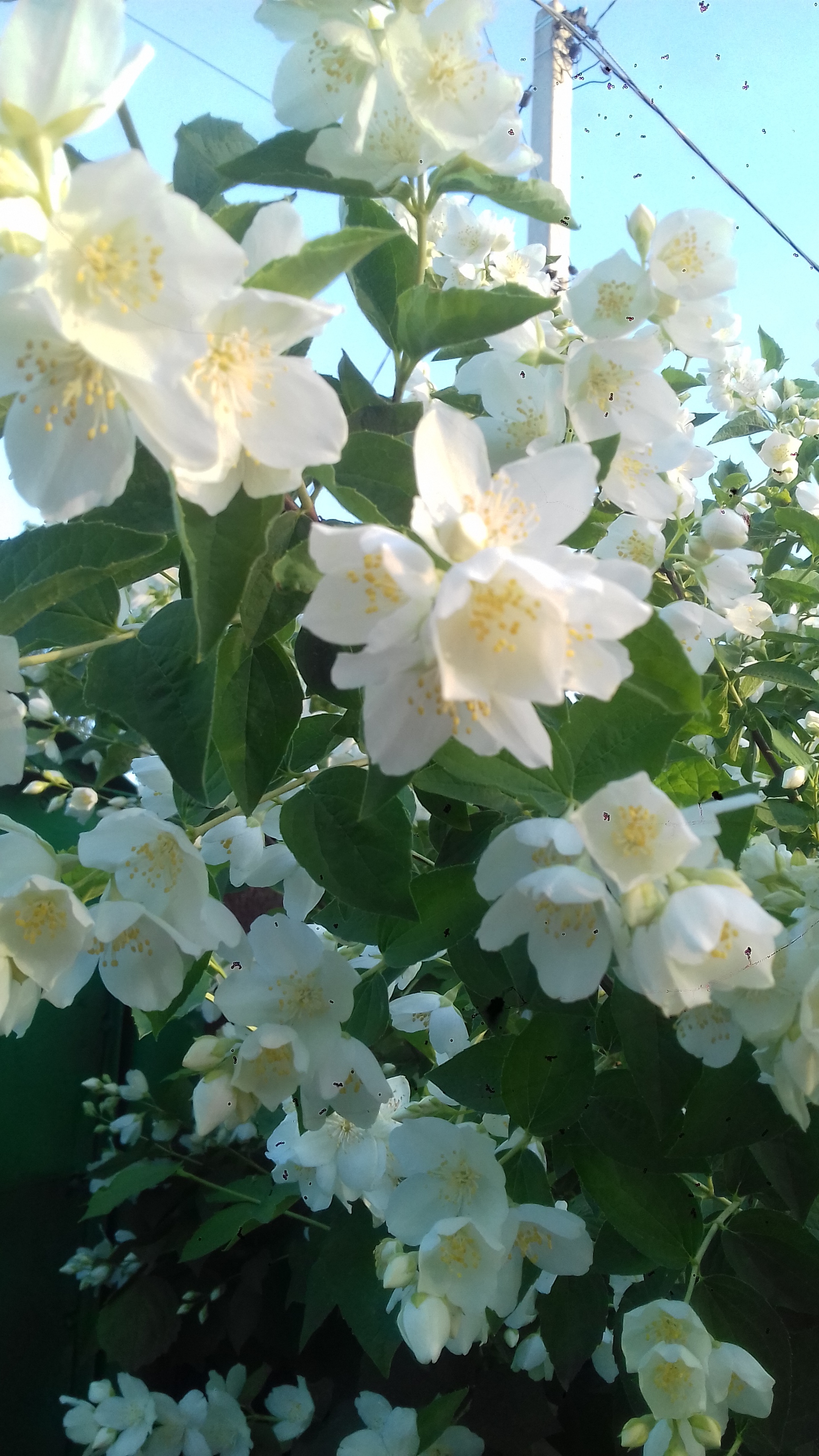 Jasmine - My, Jasmine, Flowers, beauty, Longpost