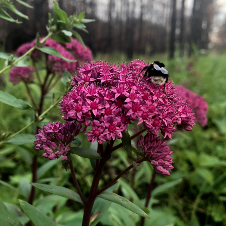 Furry bumblebee - My, Bumblebee, Nature, The photo, Insects, Flowers, beauty of nature, Spring, Longpost