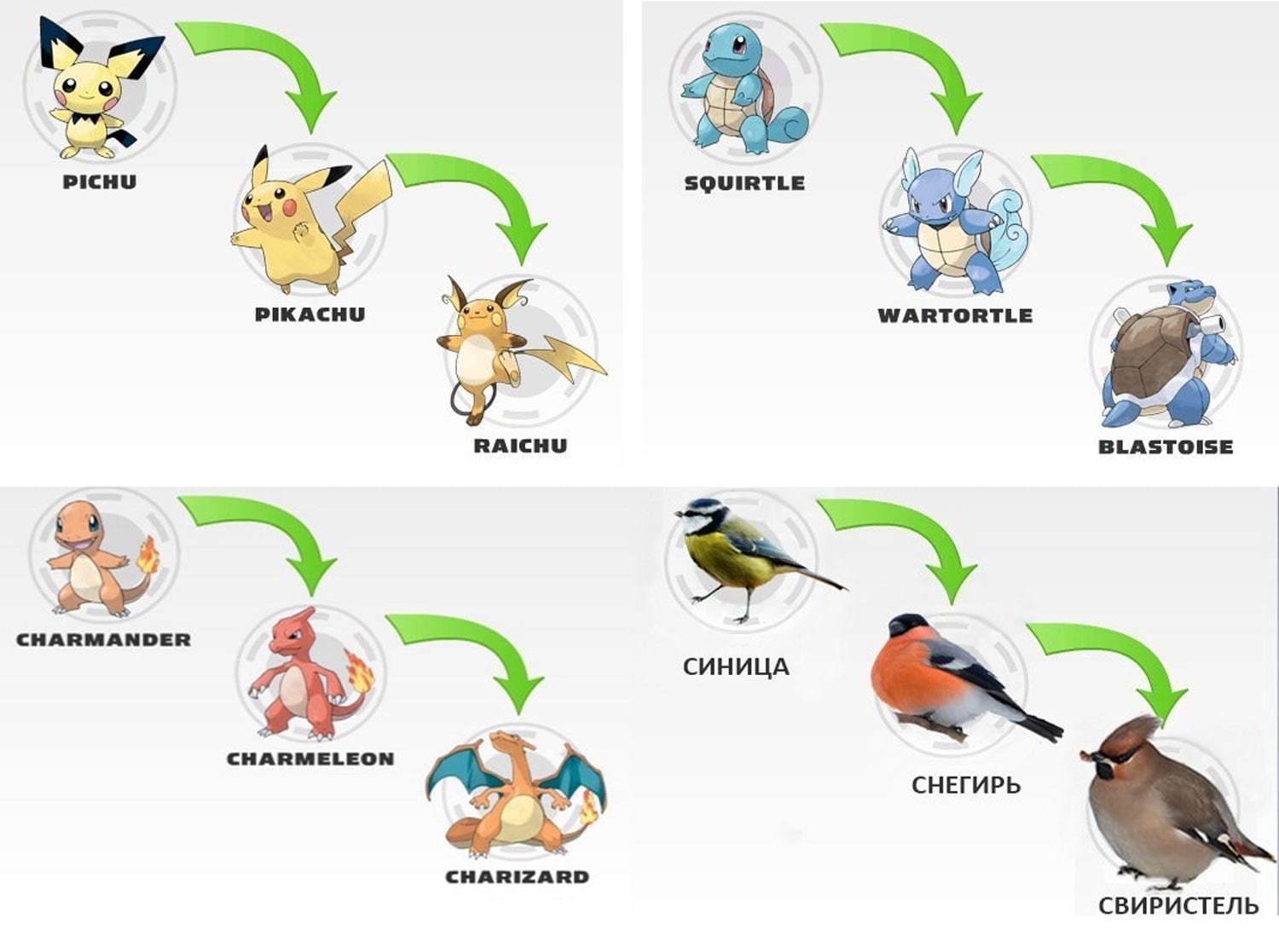 Pokemon in real life - Pokemon, Birds, Evolution