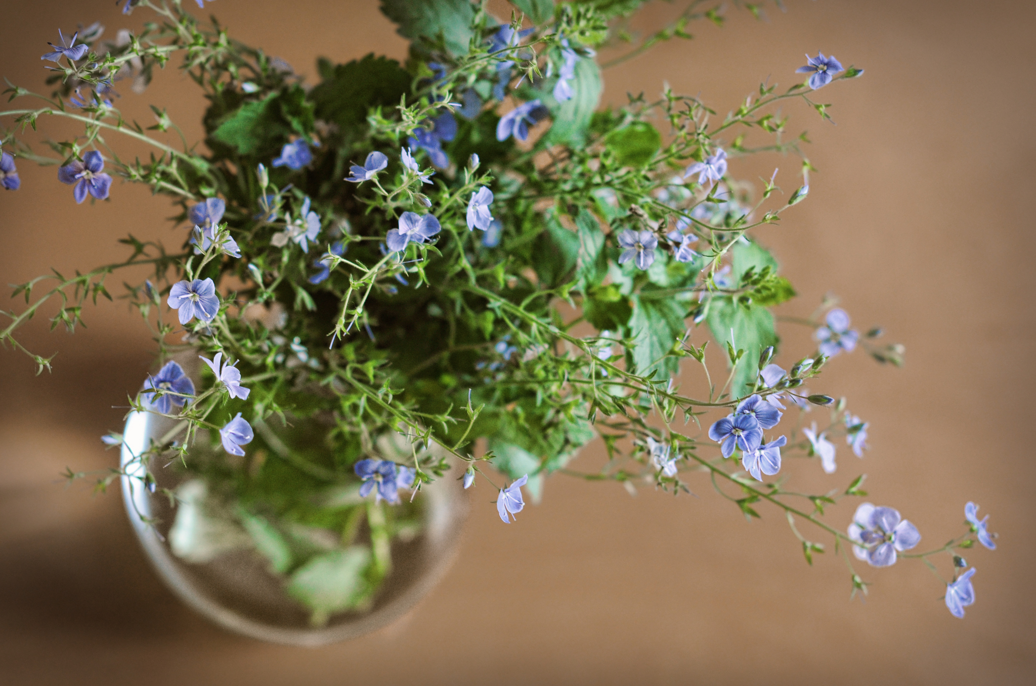 Bouquet from the forest - My, Flowers, Forest