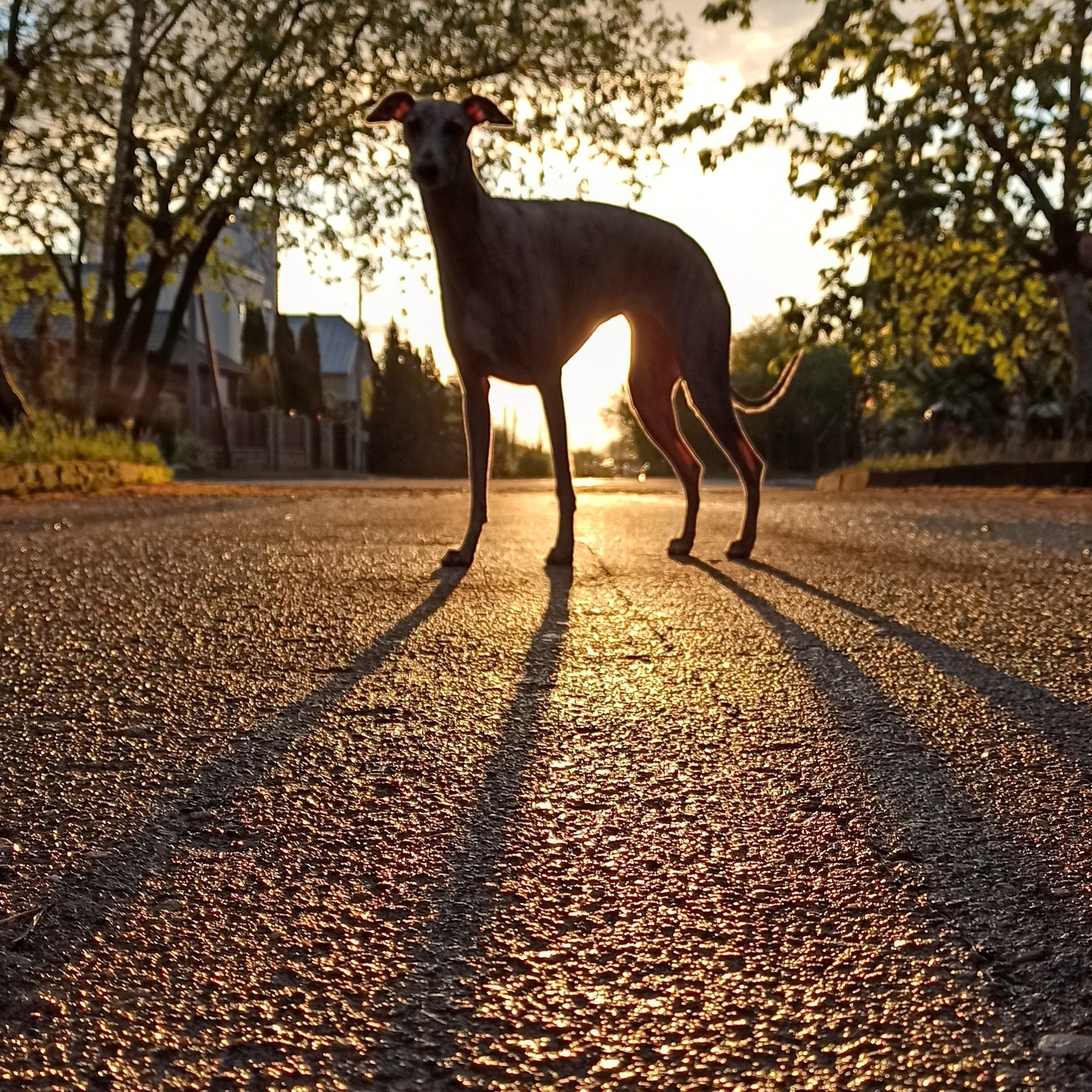 Dogs don't feel pain - My, Cynology, Longpost, Dogs and people, Dog, Pain threshold