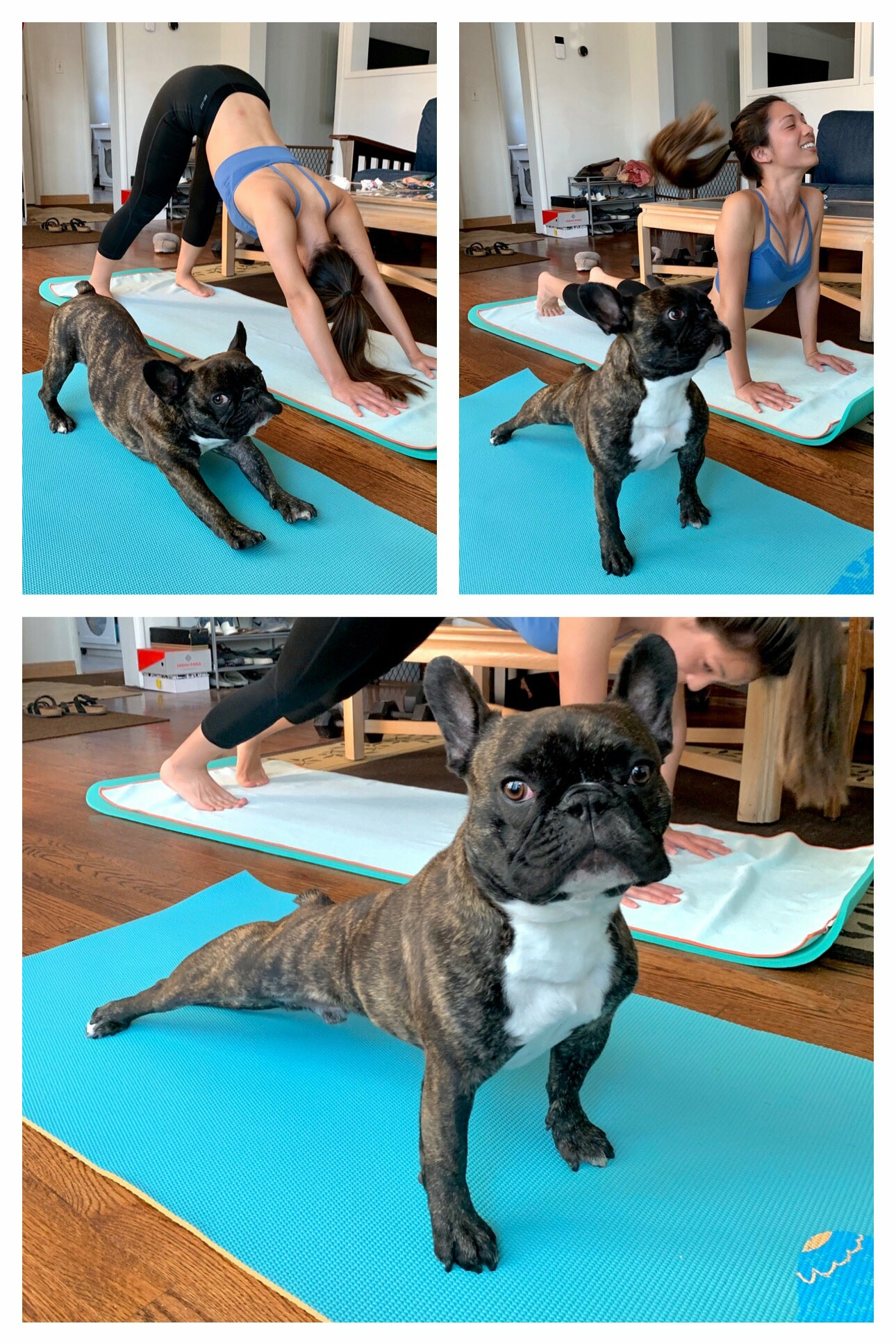 Dog yoga - Animals, Dog, The photo, Yoga, Posing, Girls, Reddit, French Bulldog