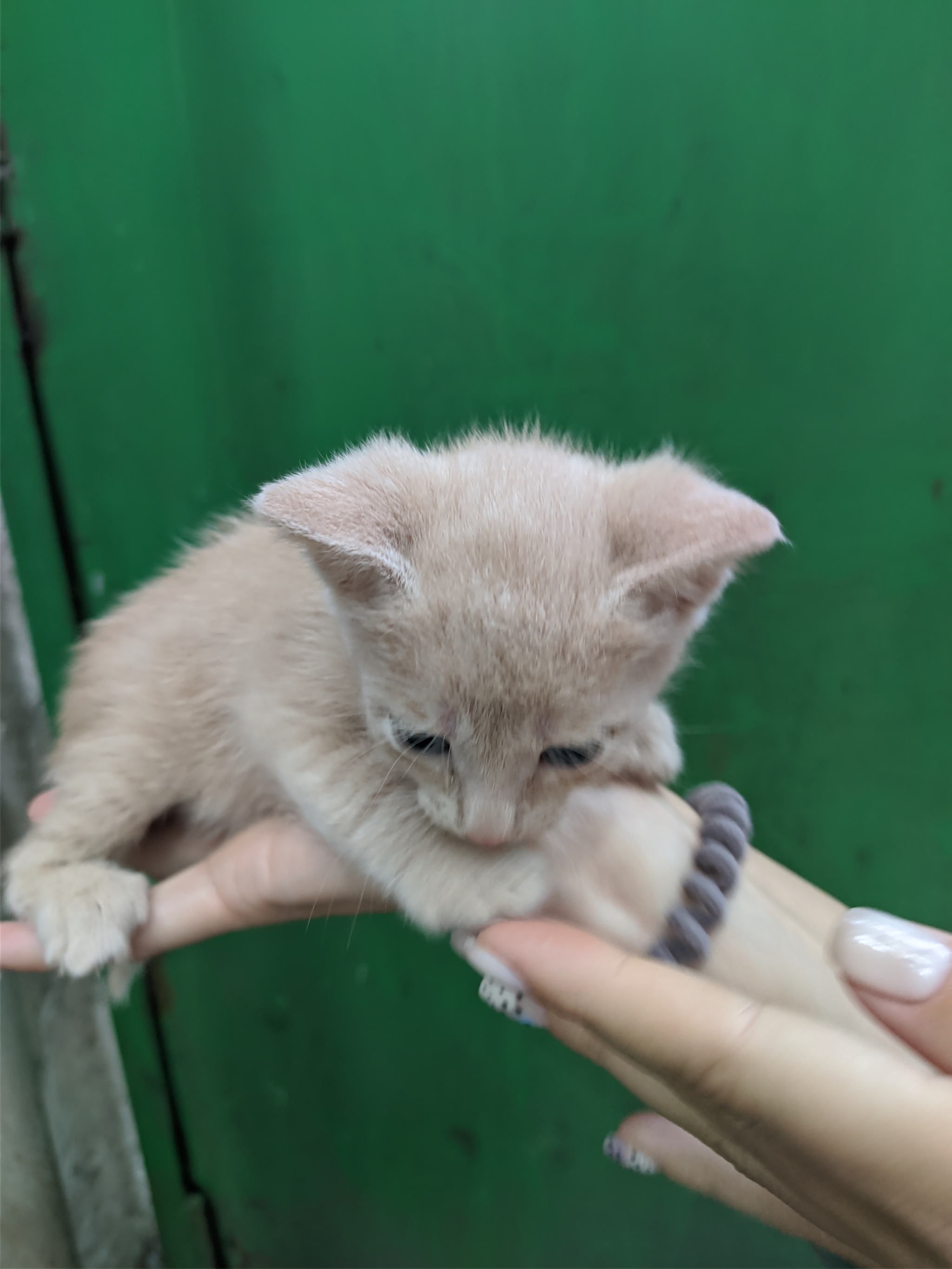 So I got a cat - My, cat, Yalta, Longpost, Kittens