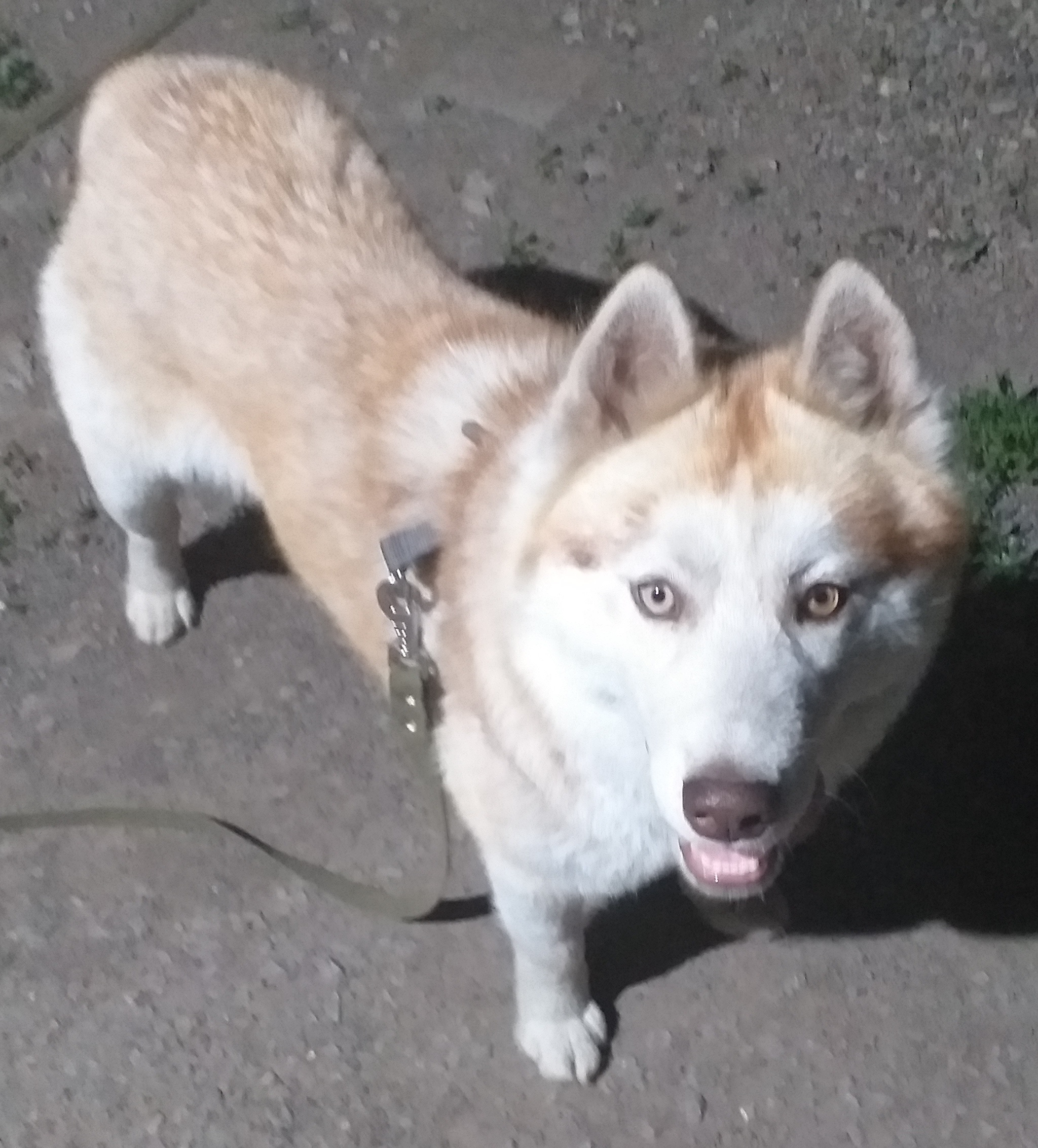 Husky found (and owner found) - My, Samara, Lost, Husky, No rating, Dog, Found a dog