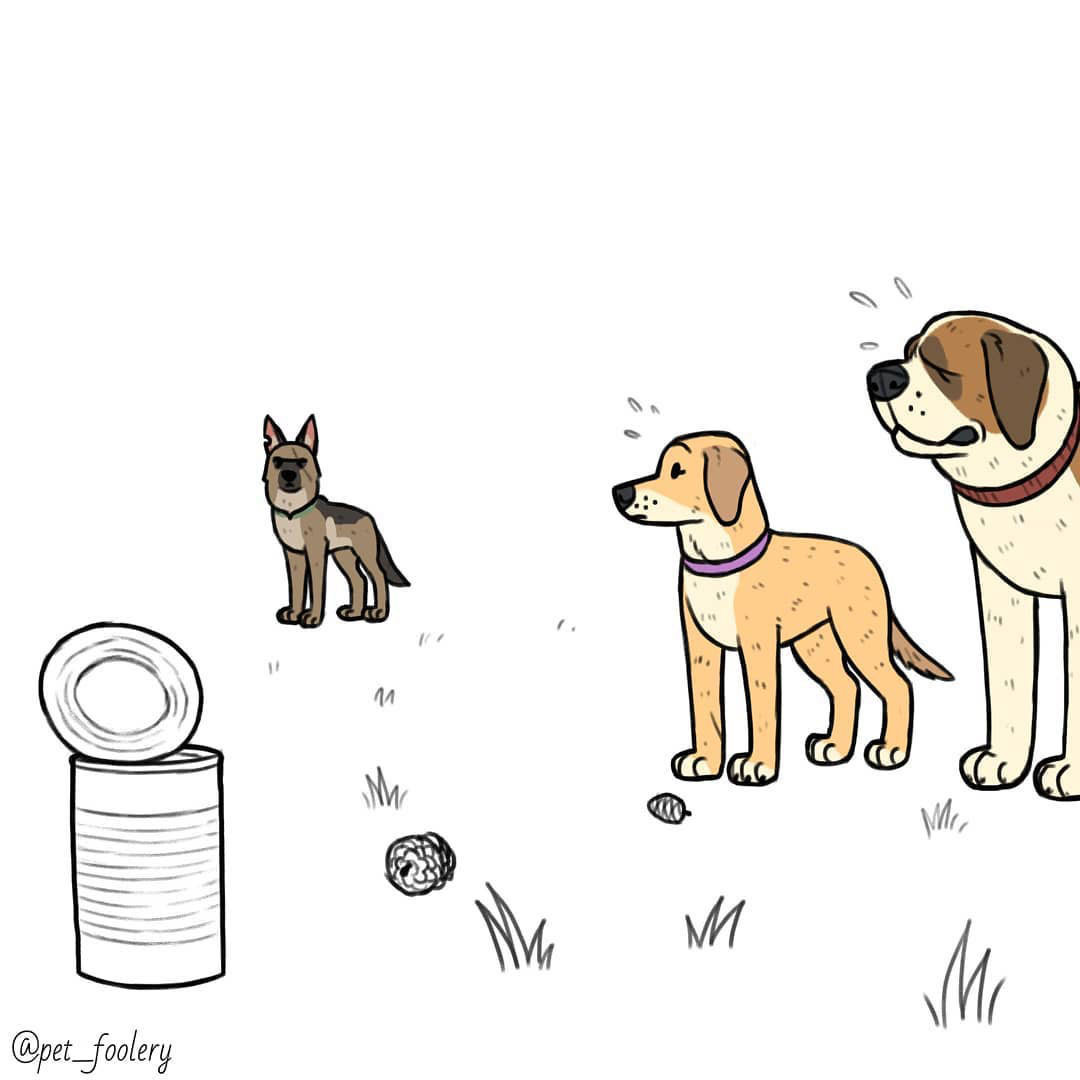 Three-point shot - Pet foolery, Lola and Mr. Wrinkle, Brutus and Pixie, Comics, Longpost