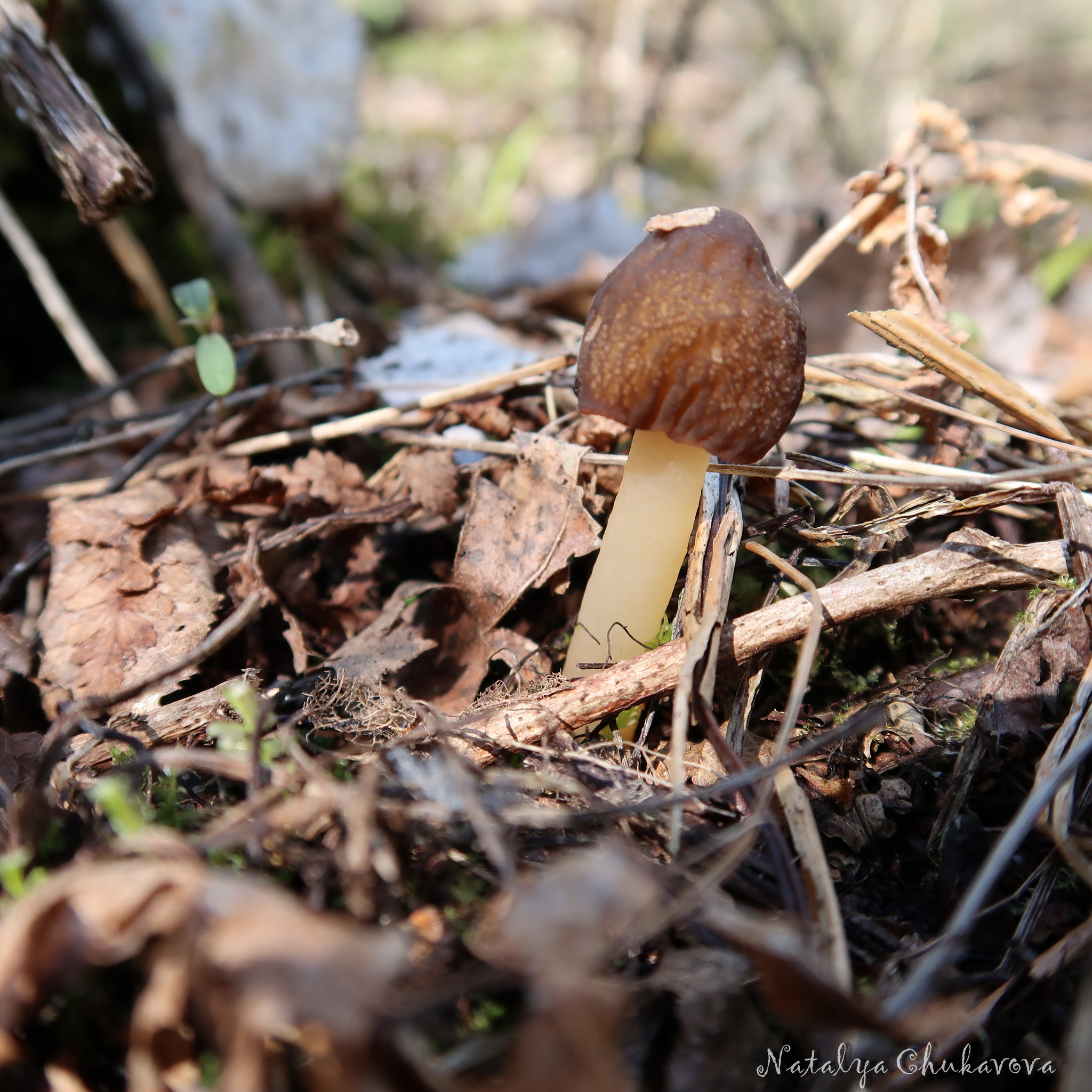 Spring mushrooms near St. Petersburg - My, Mushrooms, Mushroom pickers, Mushroom season, Morels, Morel hat, Oyster mushroom, Longpost