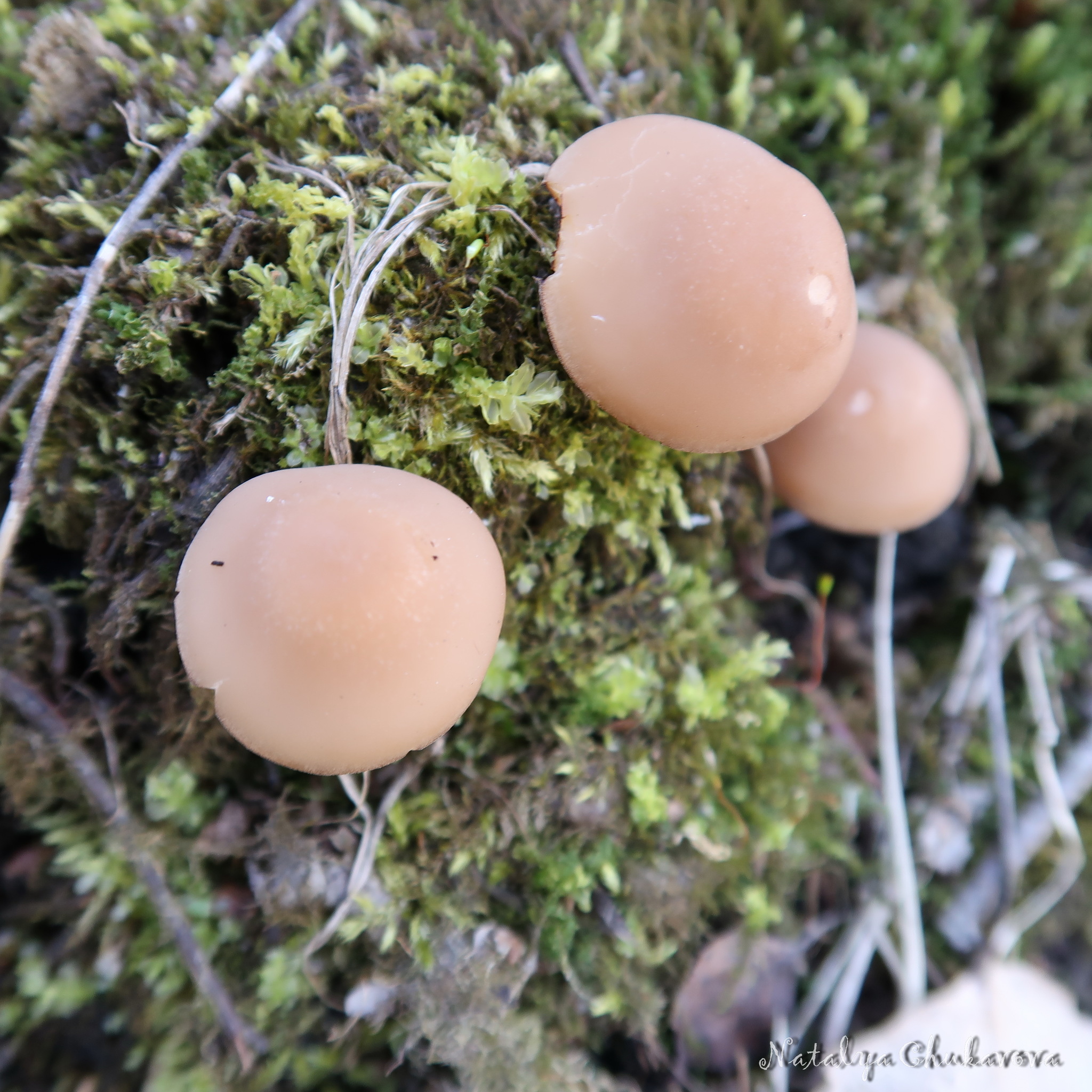 Spring mushrooms near St. Petersburg - My, Mushrooms, Mushroom pickers, Mushroom season, Morels, Morel hat, Oyster mushroom, Longpost