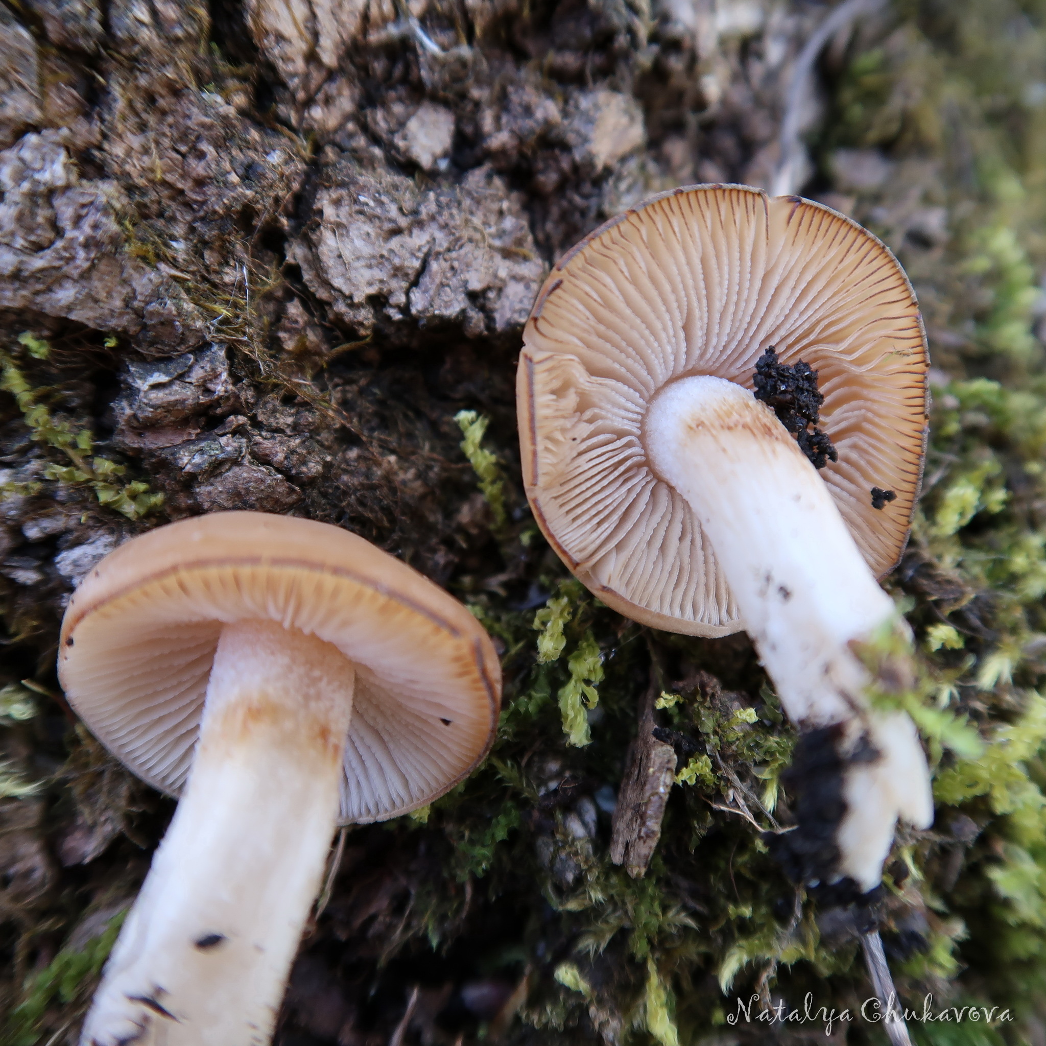 Spring mushrooms near St. Petersburg - My, Mushrooms, Mushroom pickers, Mushroom season, Morels, Morel hat, Oyster mushroom, Longpost