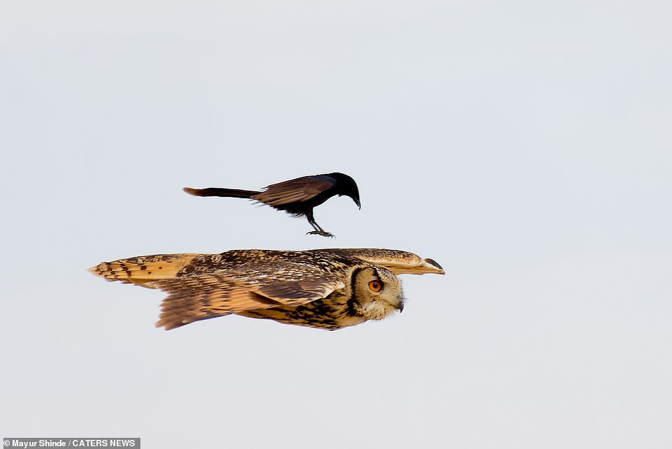 Drongo bird landed on an owl for a ride - Owl, Birds