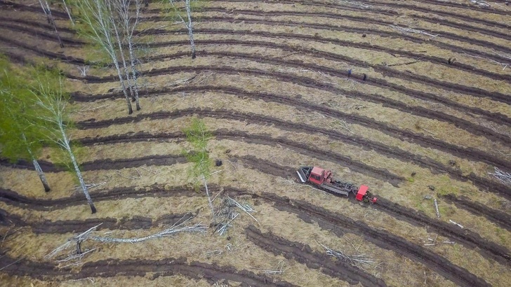 Kuzbassrazrezugol began restoration of the forest fund of Kuzbass - To live in Russia, Kemerovo region - Kuzbass, Forest, Nature, The nature of Russia