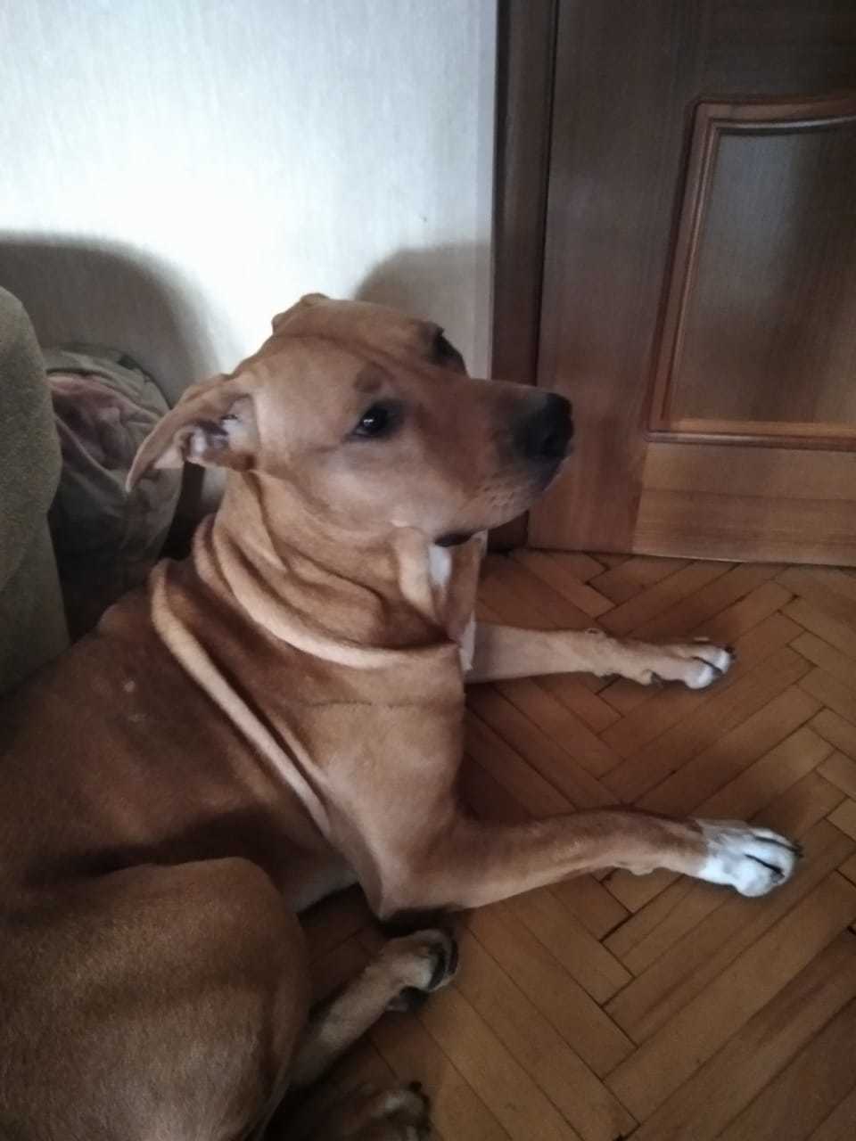 Dog found - My, Found a dog, Lost, Pets, Longpost, Dog, No rating, Moscow, In good hands