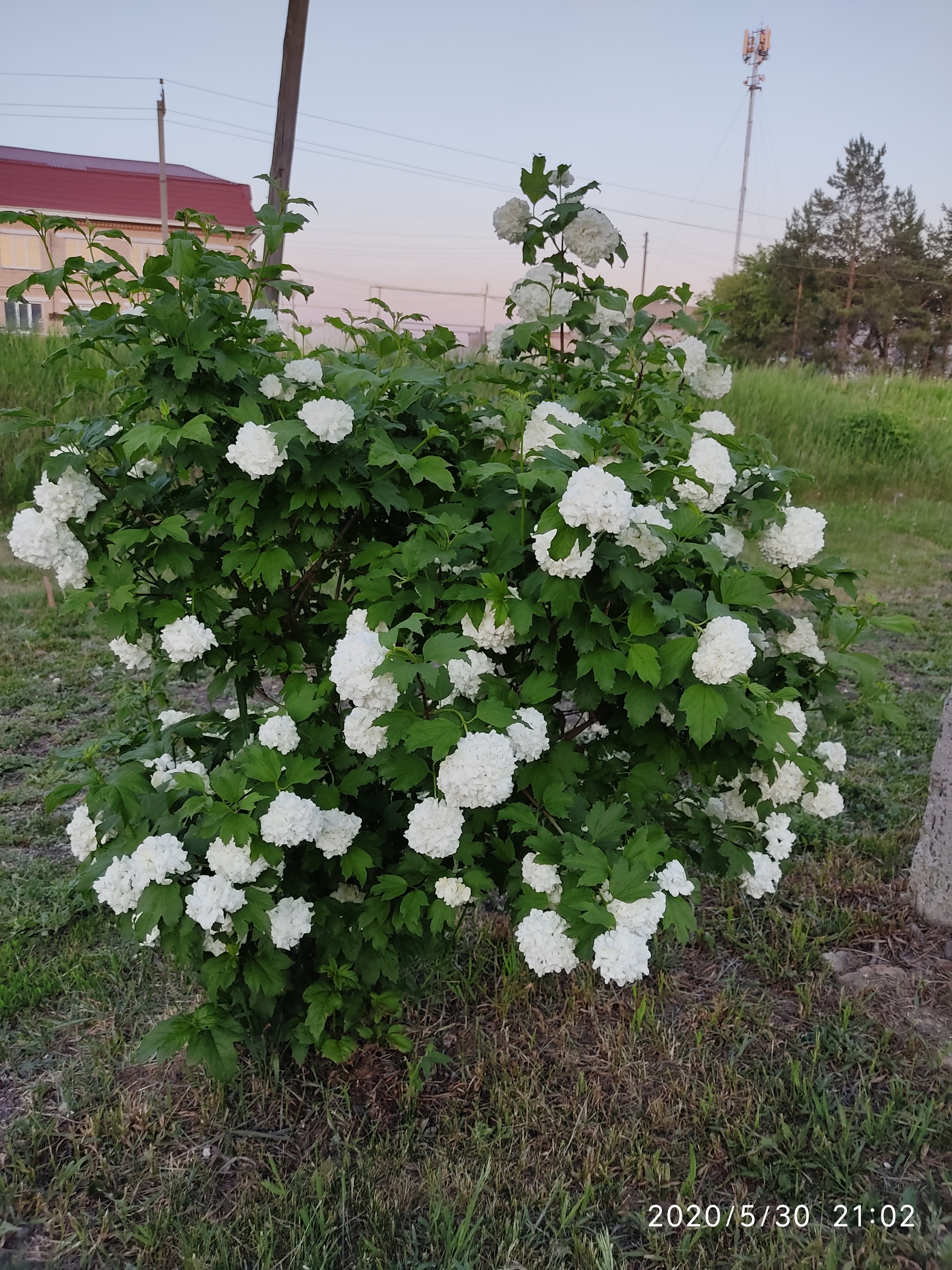 Oh, the viburnum is blooming...! - My, Flowers, Mobile photography, Longpost