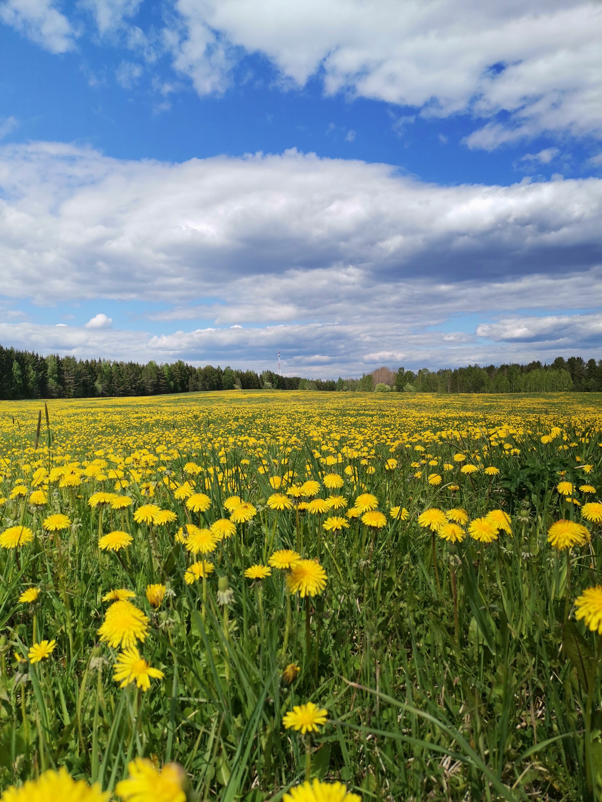 Continuation of the post “A Million Dandelions” - My, Dandelion, The photo, Reply to post, Longpost