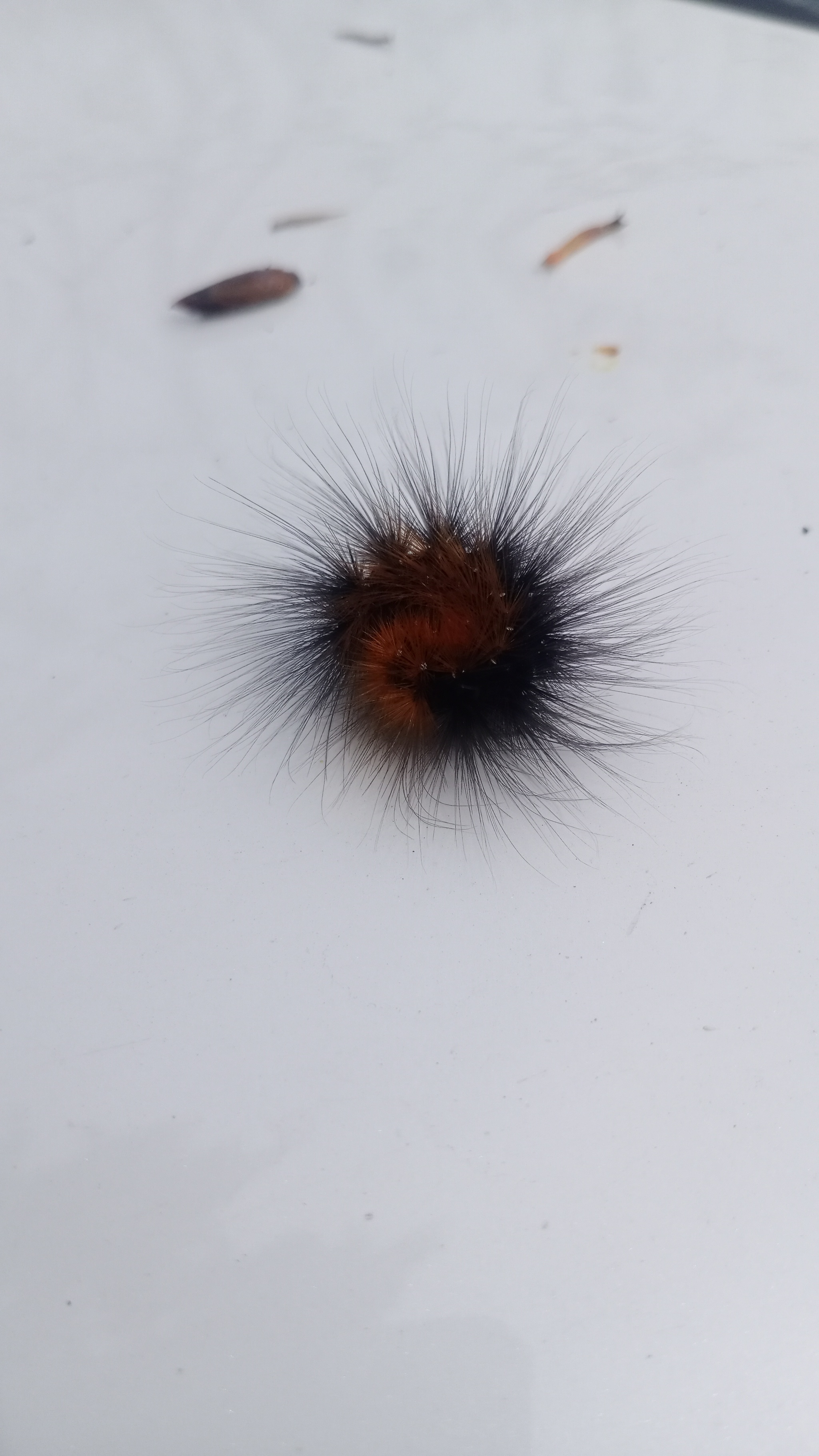 Interesting - My, Caterpillar, Interesting to know, Question, Insects