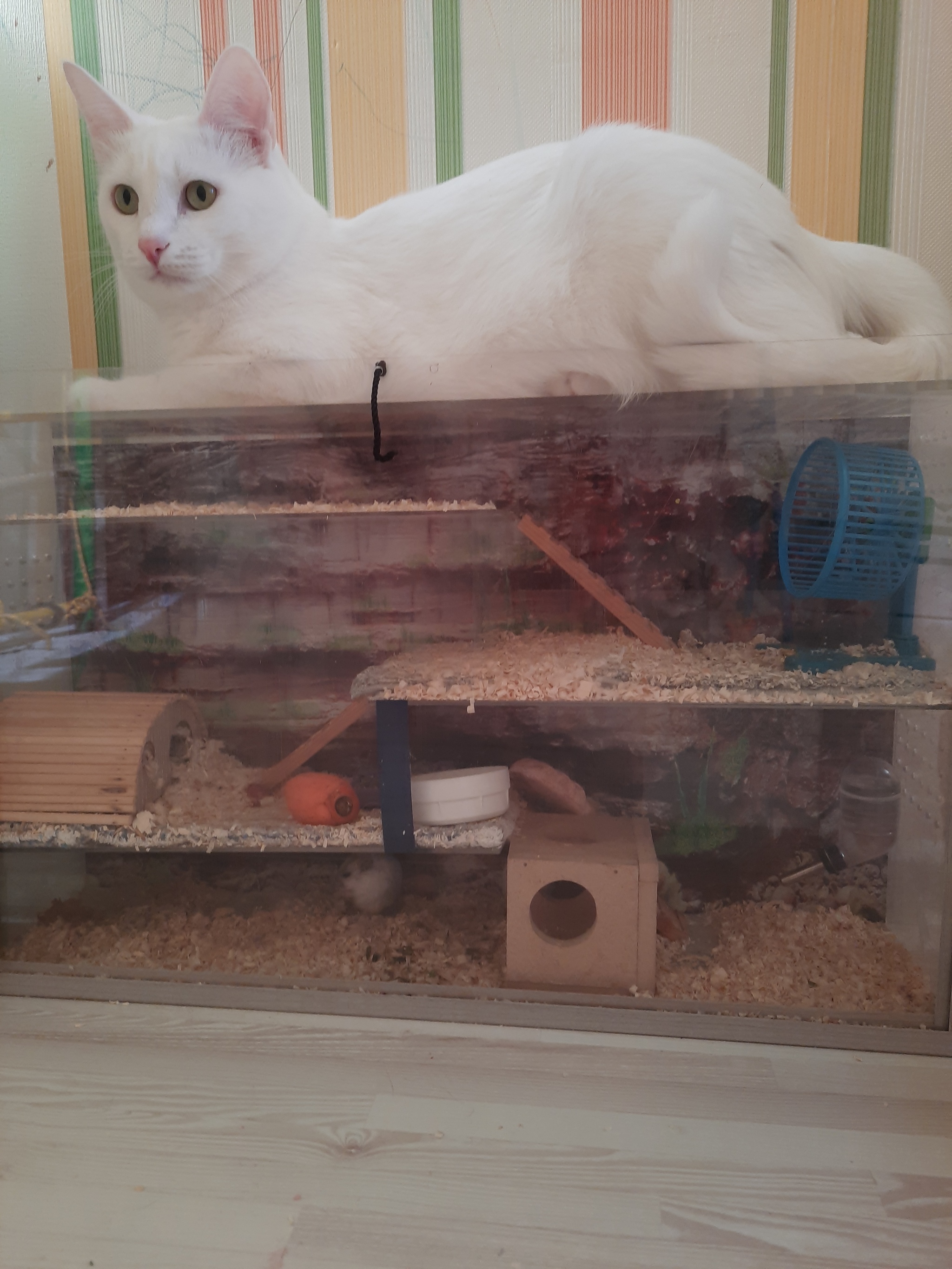 Quieter than a mouse, the cat is on the roof... - My, cat, Dzungarian hamster