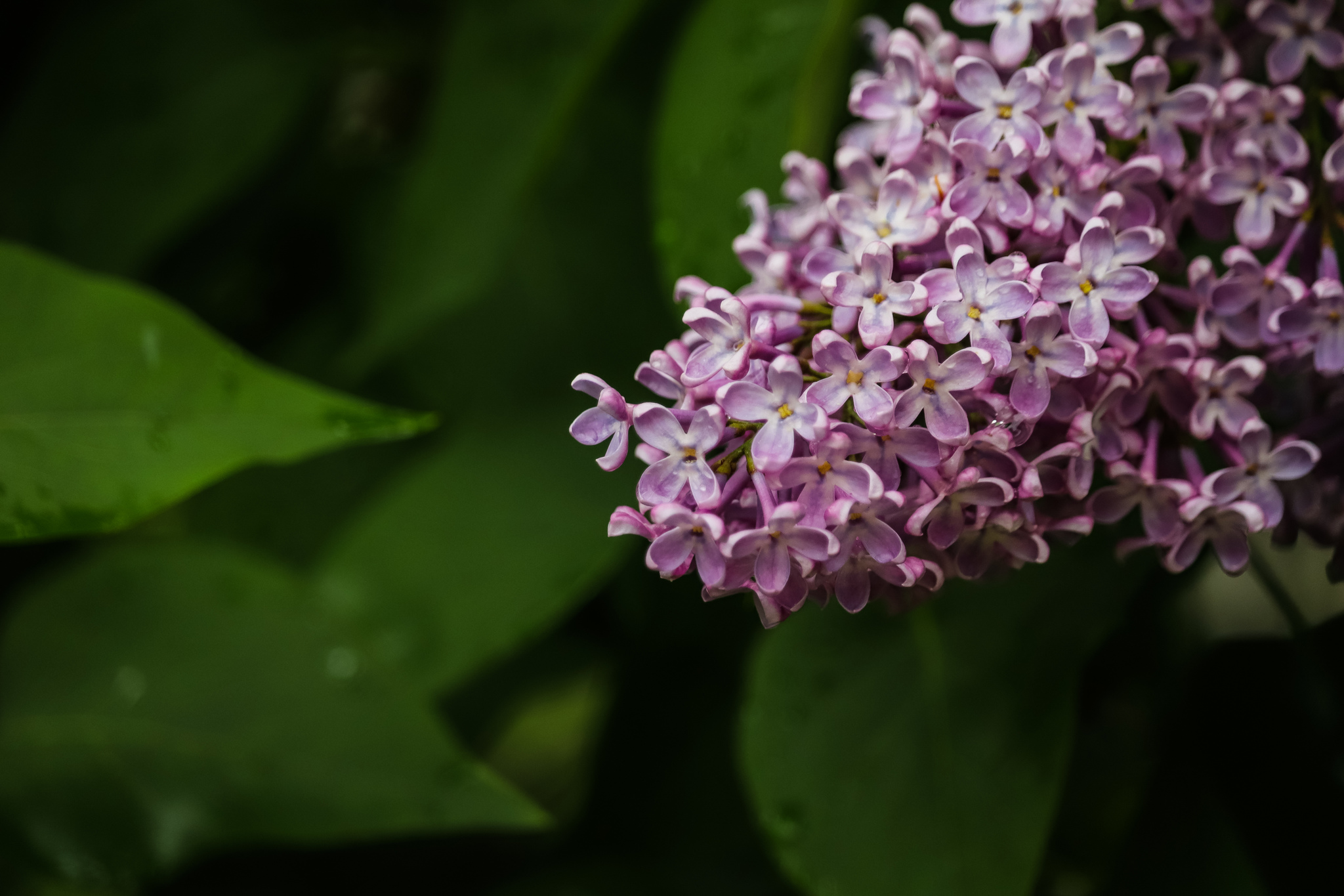 City flowers - My, The photo, Flowers, Canon 800D, Front garden, Plants, Nature, Longpost