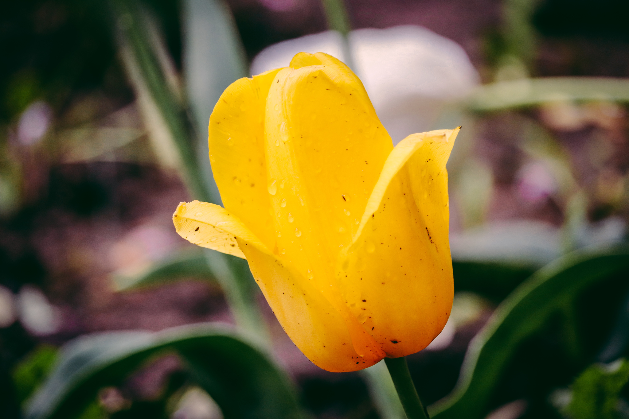 City flowers - My, The photo, Flowers, Canon 800D, Front garden, Plants, Nature, Longpost