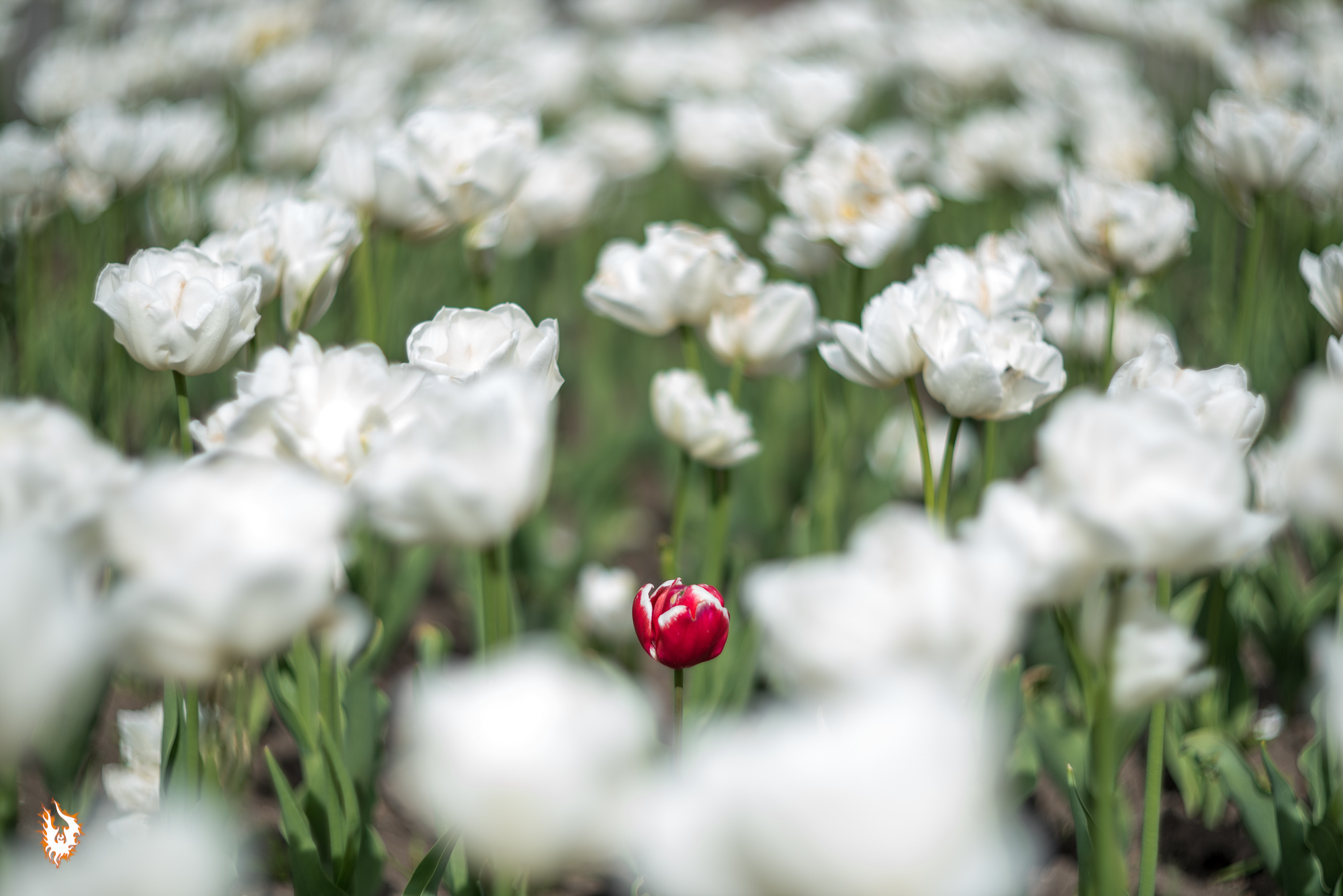 May day in Serpukhov and a cat - My, Tulips, Serpukhov, Flower bed, cat, May, Helios 40, Longpost