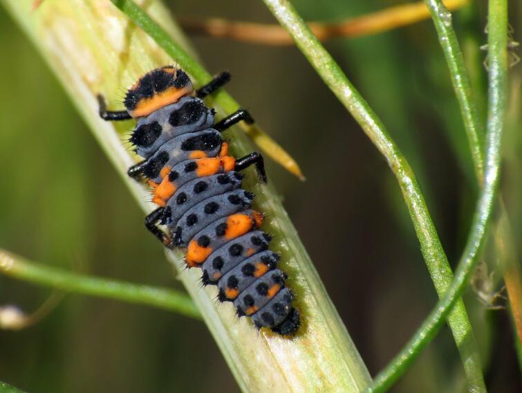 Probably everyone knows what a ladybug looks like - ladybug, Larva, Insects