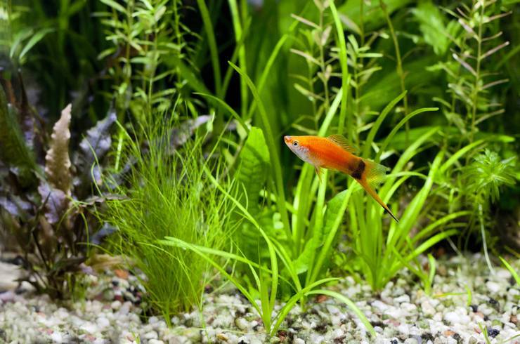 Sword bearers. A selection of fish photos - Swordtail, Aquarium fish, Aquarium, A selection, Longpost, A fish