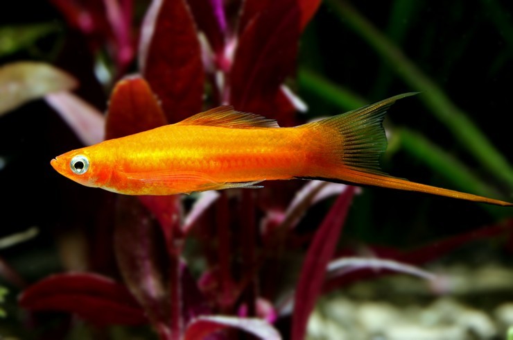 Sword bearers. A selection of fish photos - Swordtail, Aquarium fish, Aquarium, A selection, Longpost, A fish