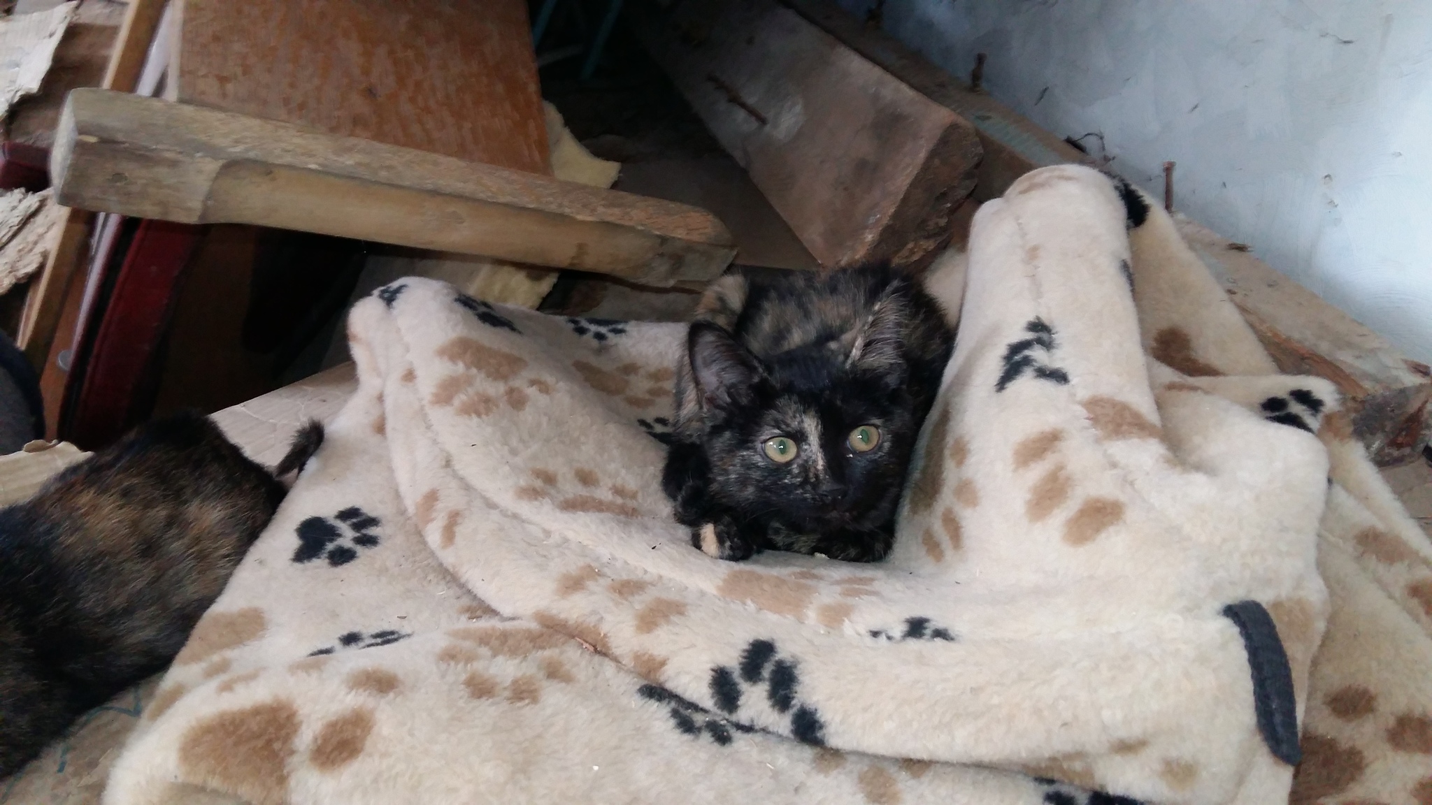 Who wants cats in Tomsk - My, No rating, Tomsk, Kittens, In good hands, Help, Longpost, cat