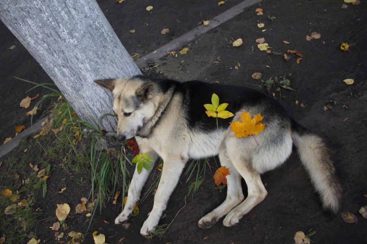 Reply to the post “He taught us to be human” - My, Novaya Ladoga, Dogs and people, sights, Kindness, Video, Reply to post, Longpost, Dog