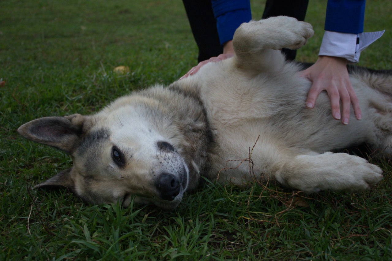 Reply to the post “He taught us to be human” - My, Novaya Ladoga, Dogs and people, sights, Kindness, Video, Reply to post, Longpost, Dog